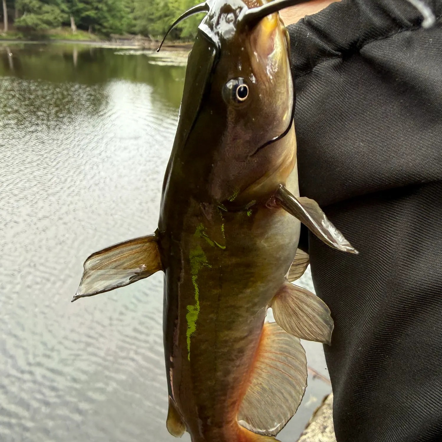 Fish caught on Fishbrain