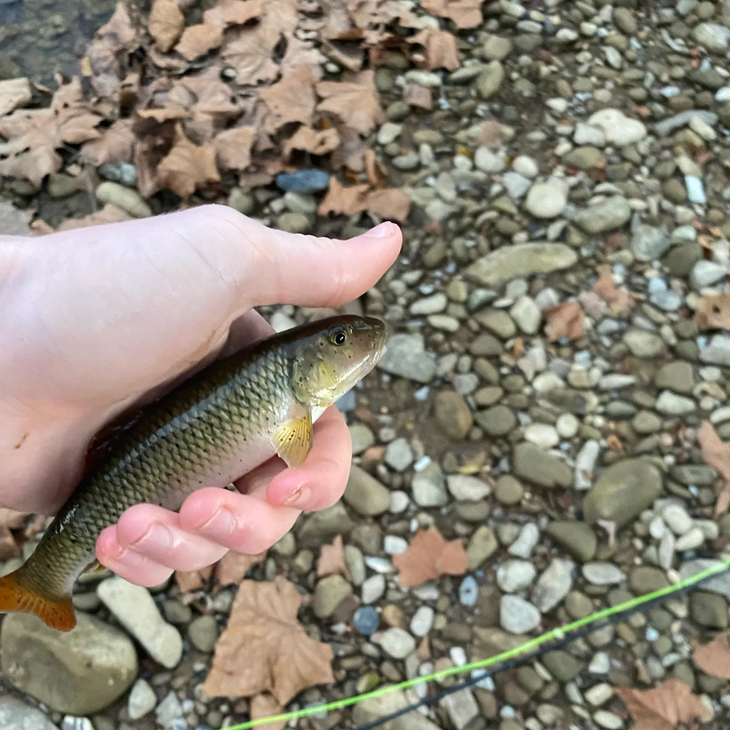 River chub caught on Fishbrain
