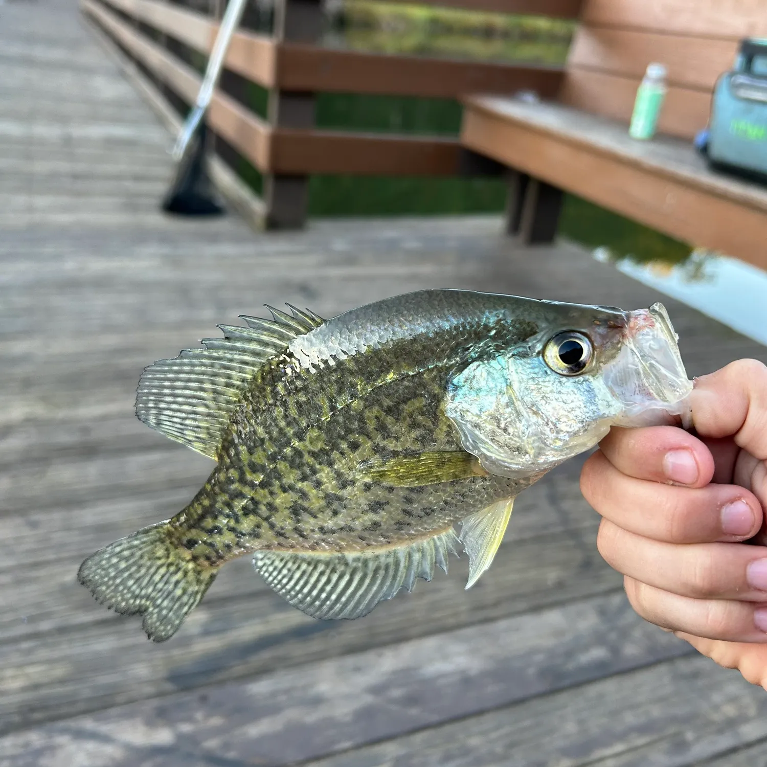 Black crappie caught on Fishbrain