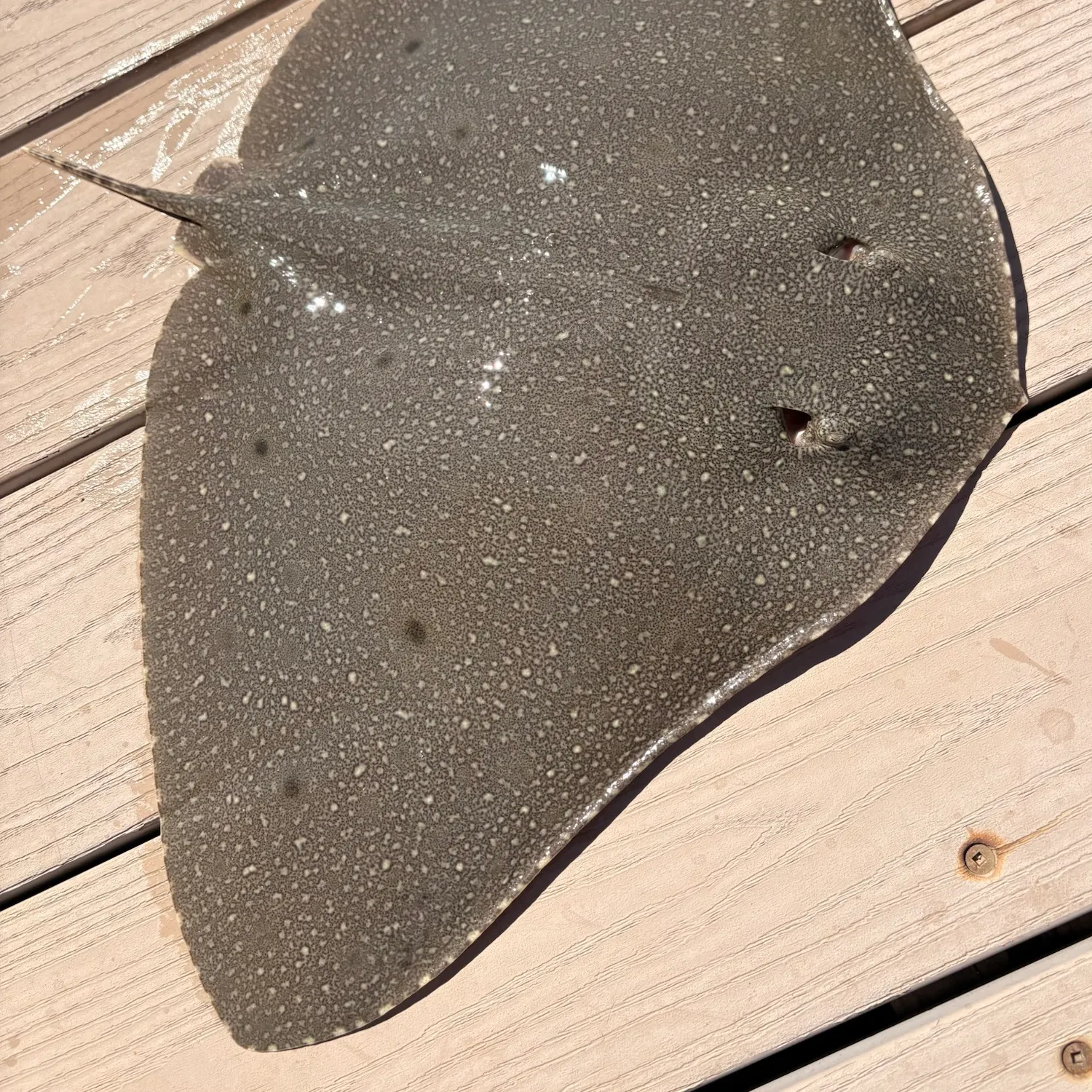 Backwater butterfly ray caught on Fishbrain