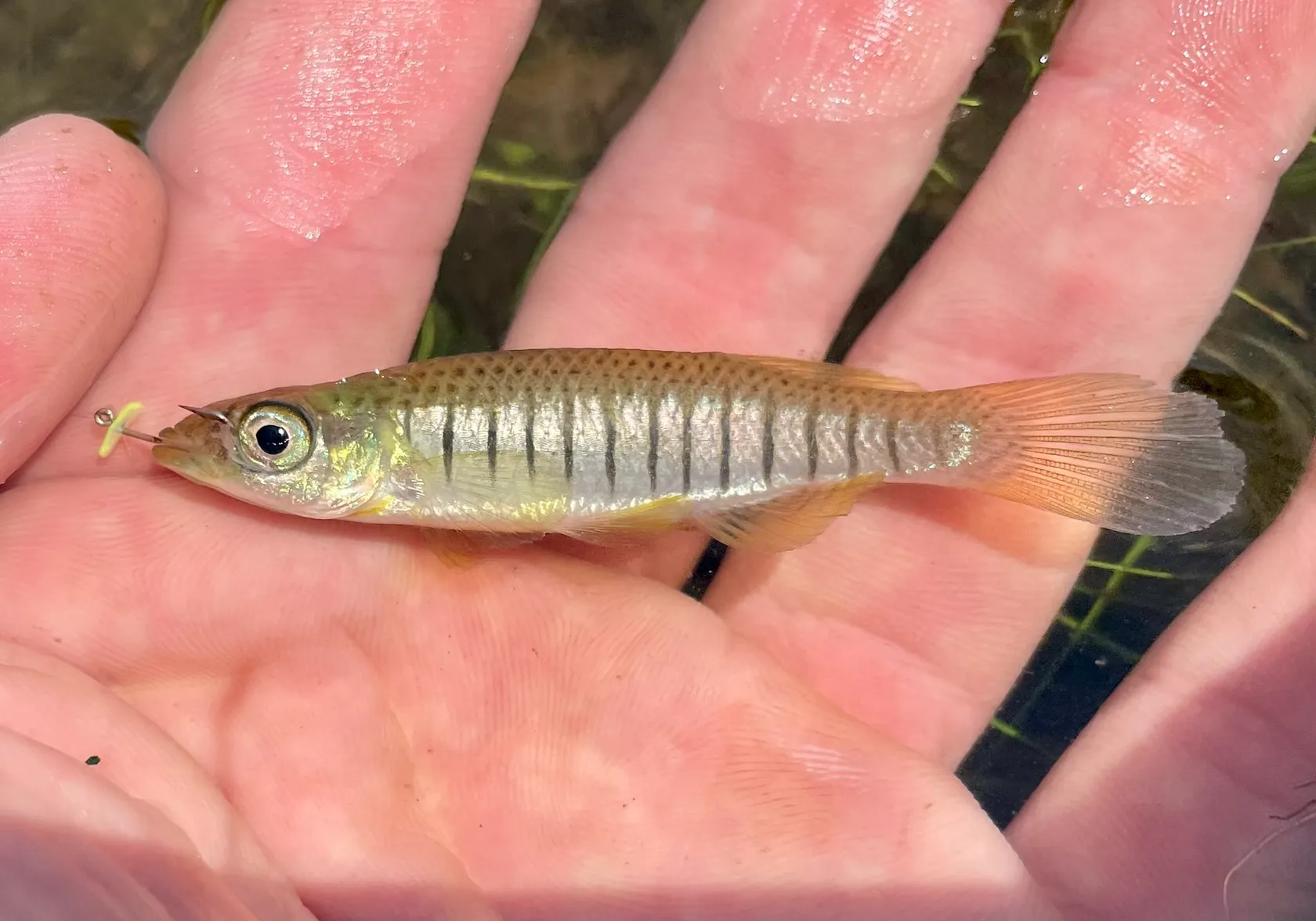 Lined topminnow