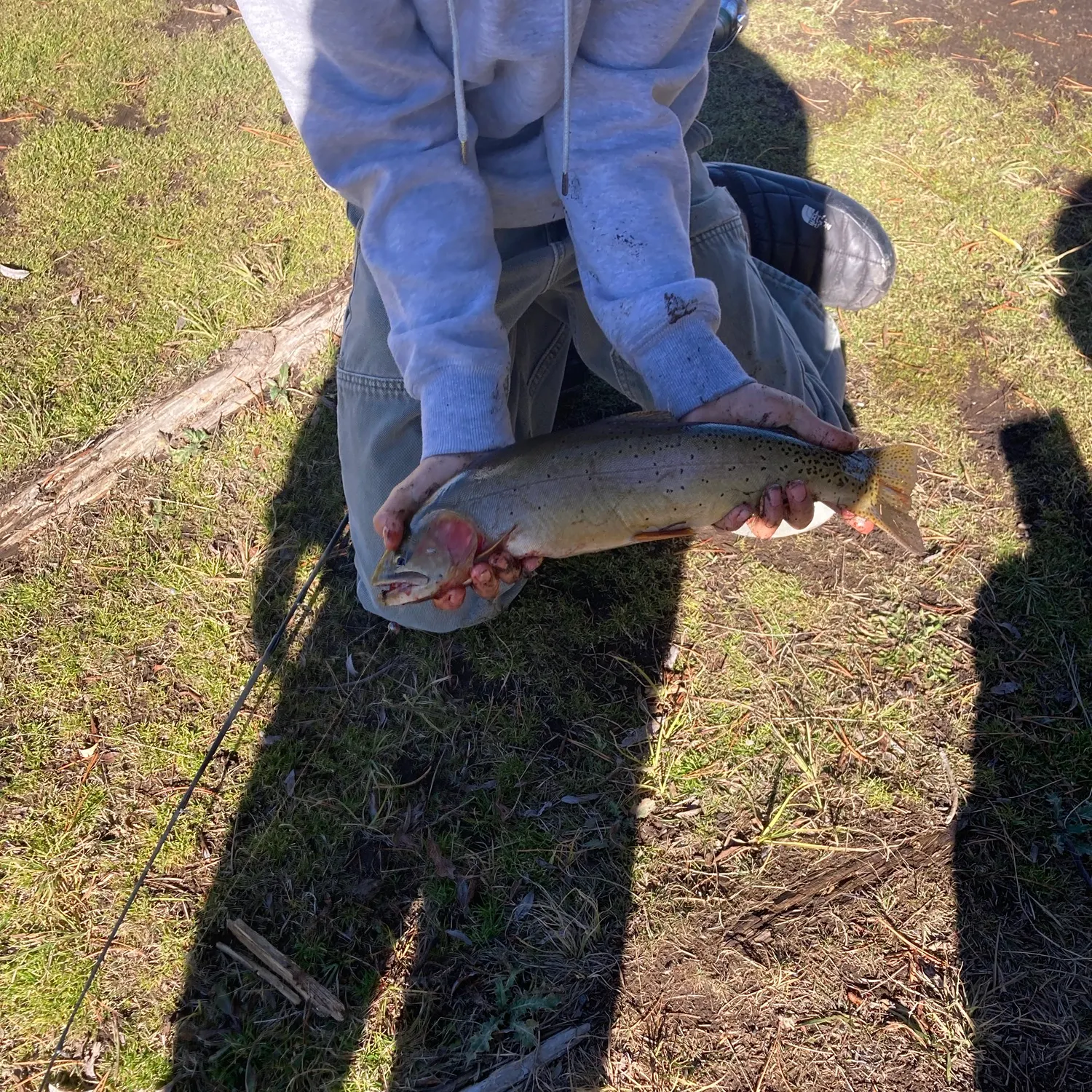The most recent Yellowstone cutthroat trout catches on Fishbrain