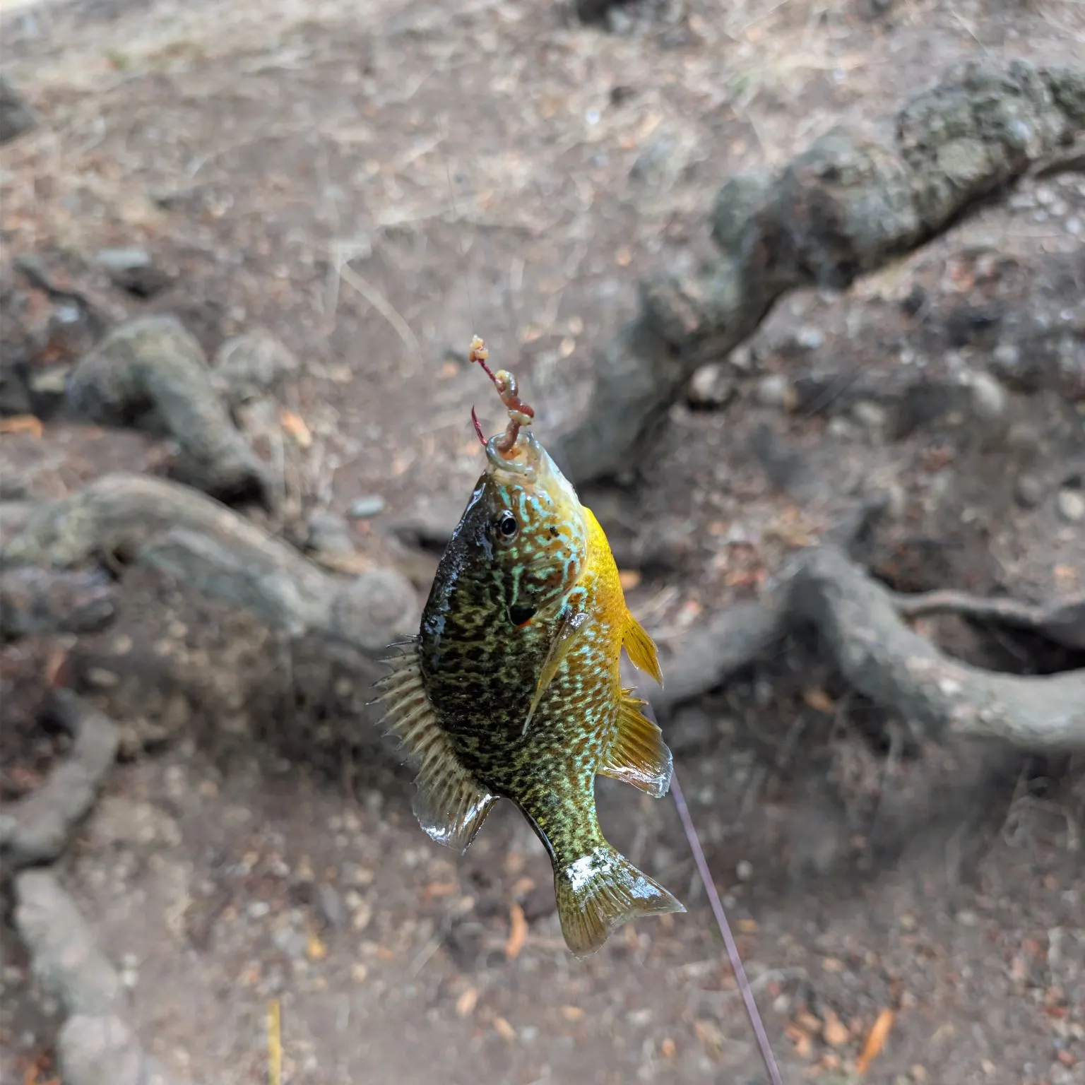 Pumpkinseed caught on Fishbrain