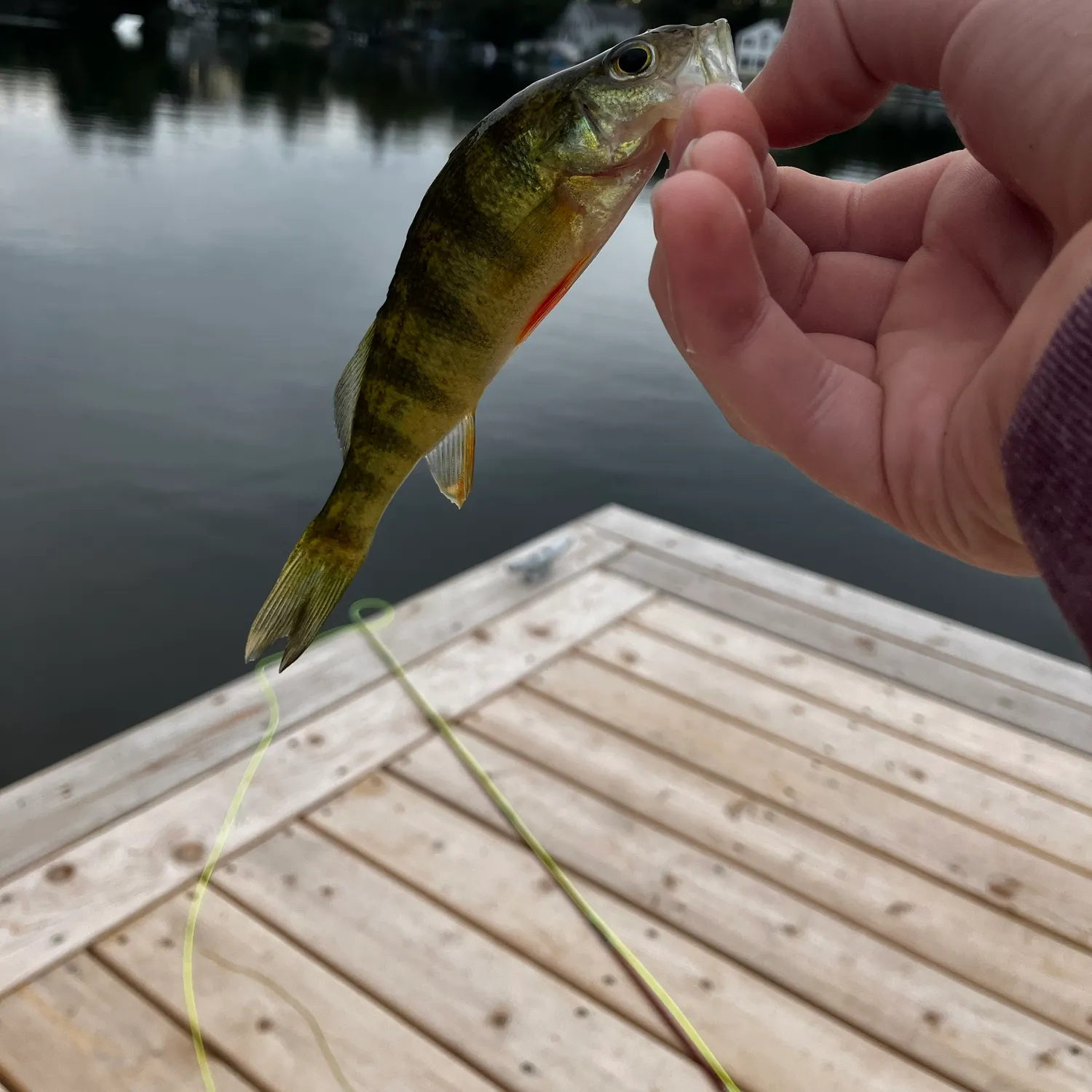 Yellow perch caught on Fishbrain