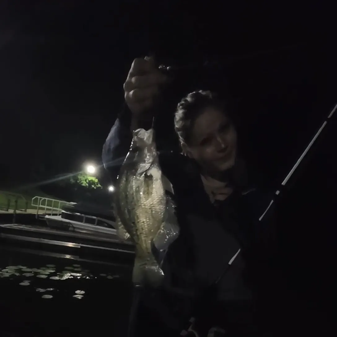 The most recent White crappie catches on Fishbrain