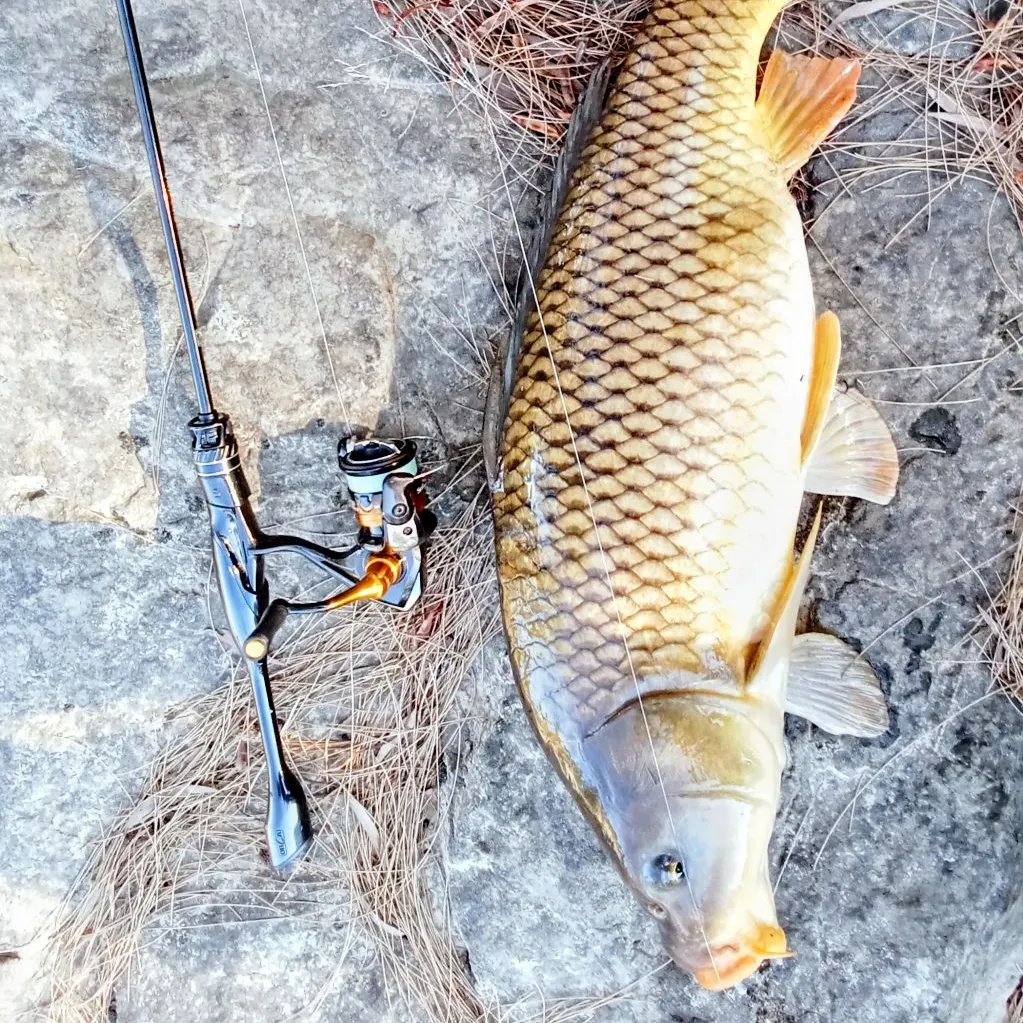 The most recent Ghost carp catches on Fishbrain
