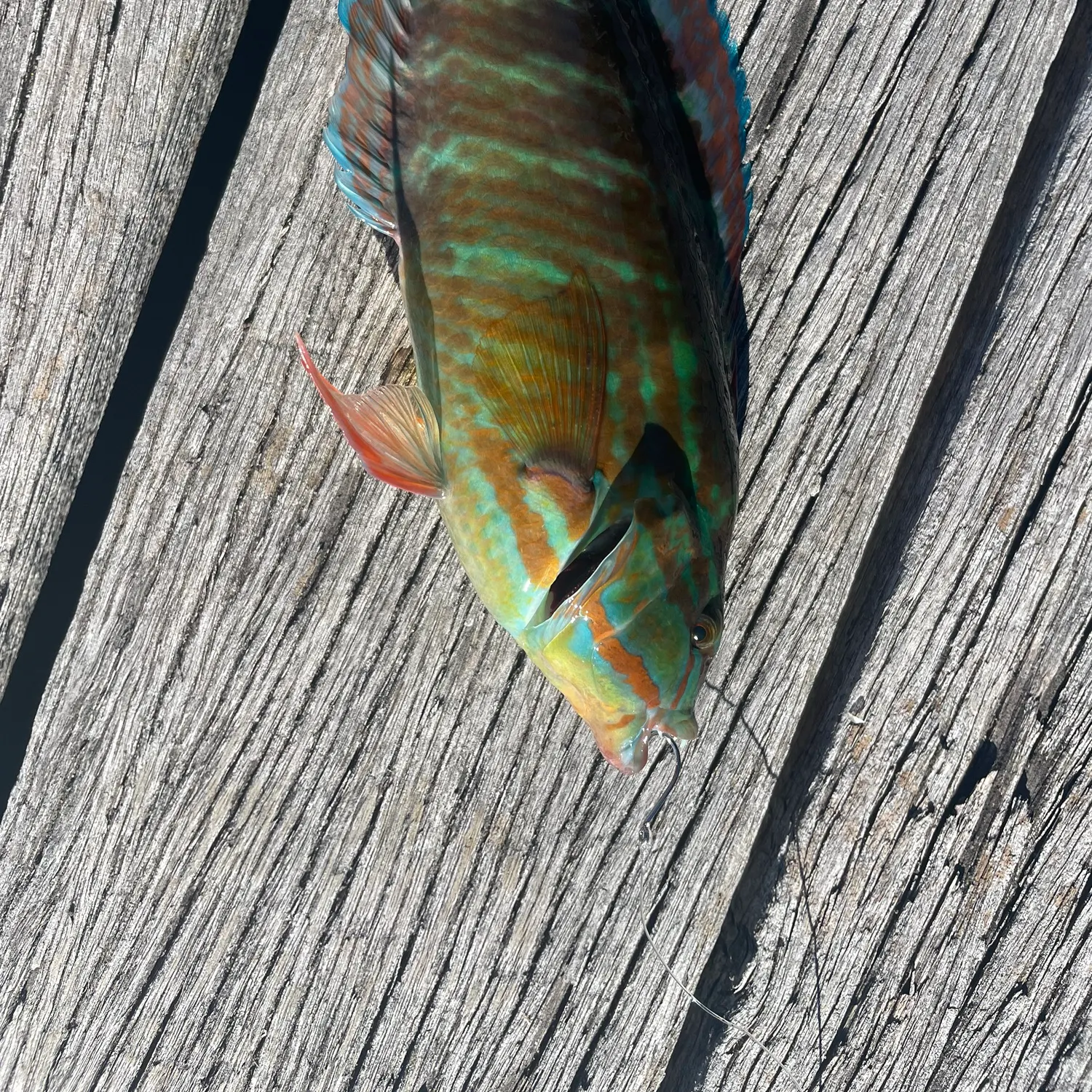 The most recent Gunther's wrasse catches on Fishbrain