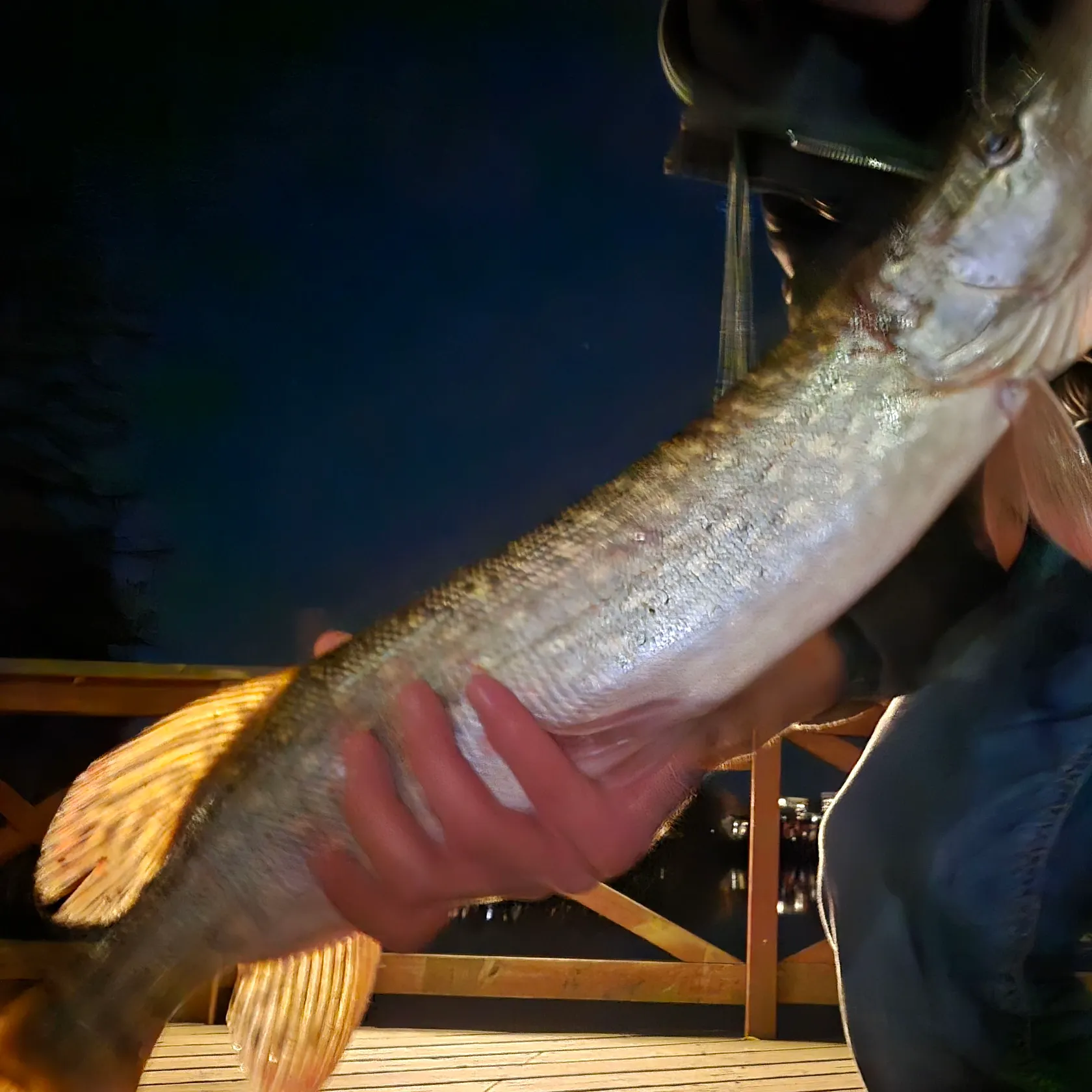 Northern pike caught on Fishbrain
