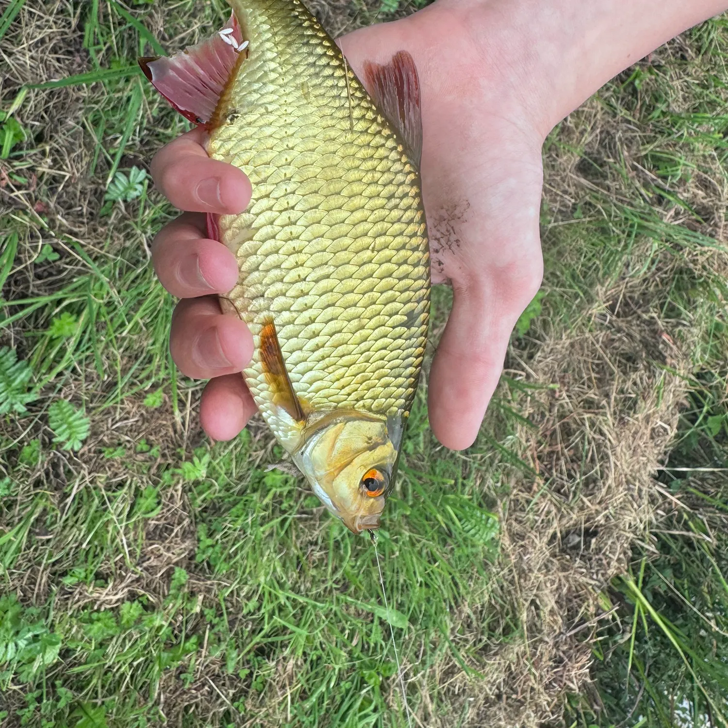 The most recent Common rudd catches on Fishbrain