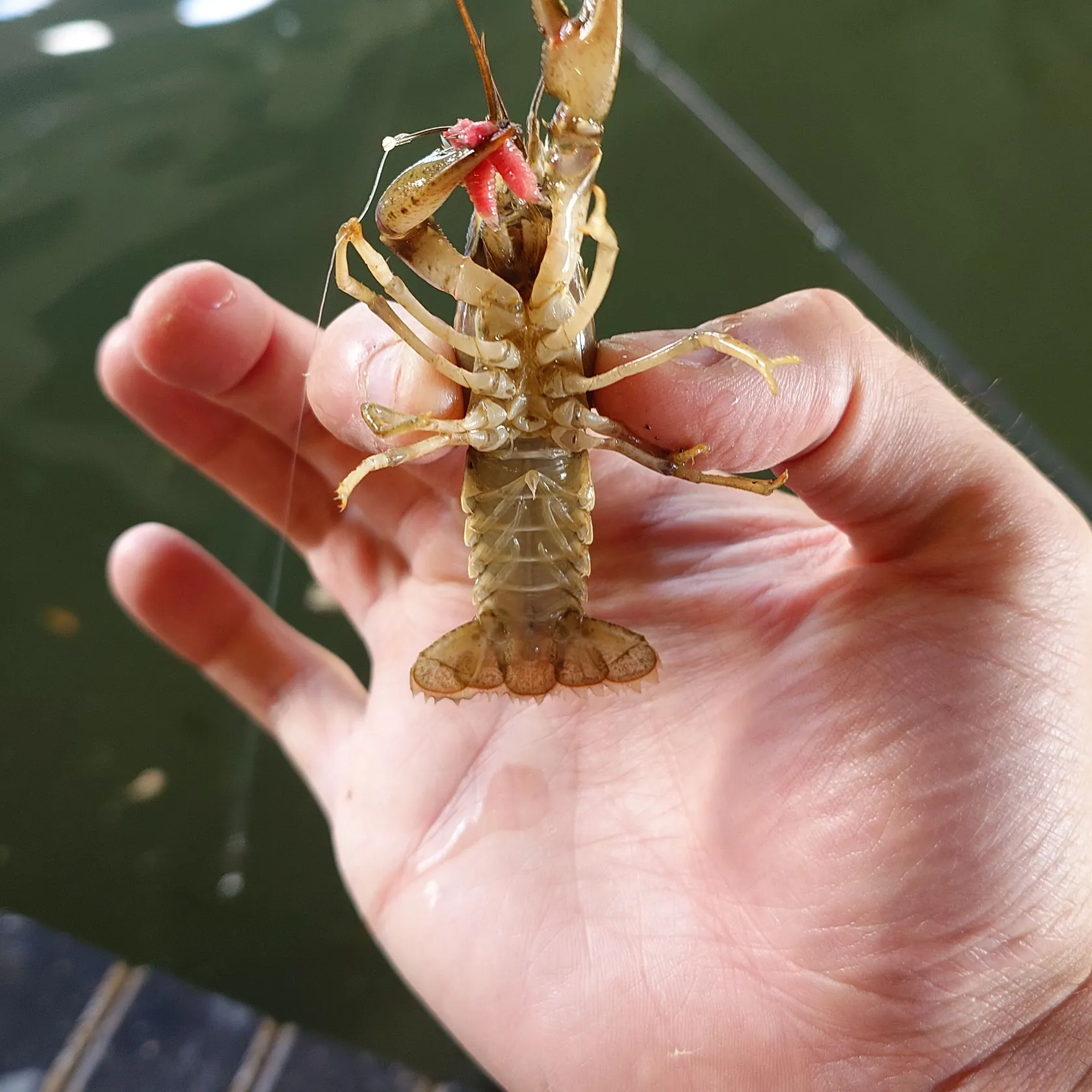 The most recent Virile crayfish catches on Fishbrain