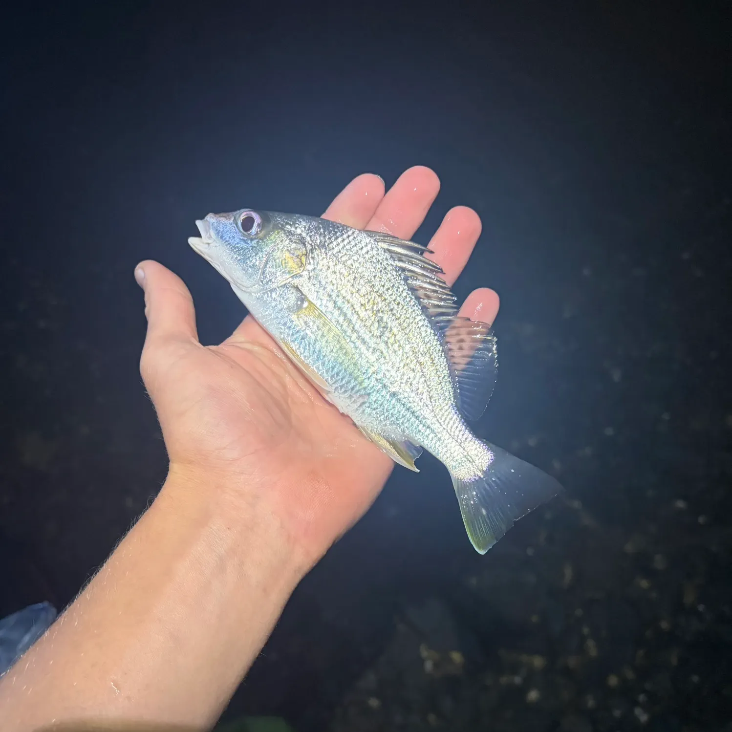 Javelin grunter caught on Fishbrain