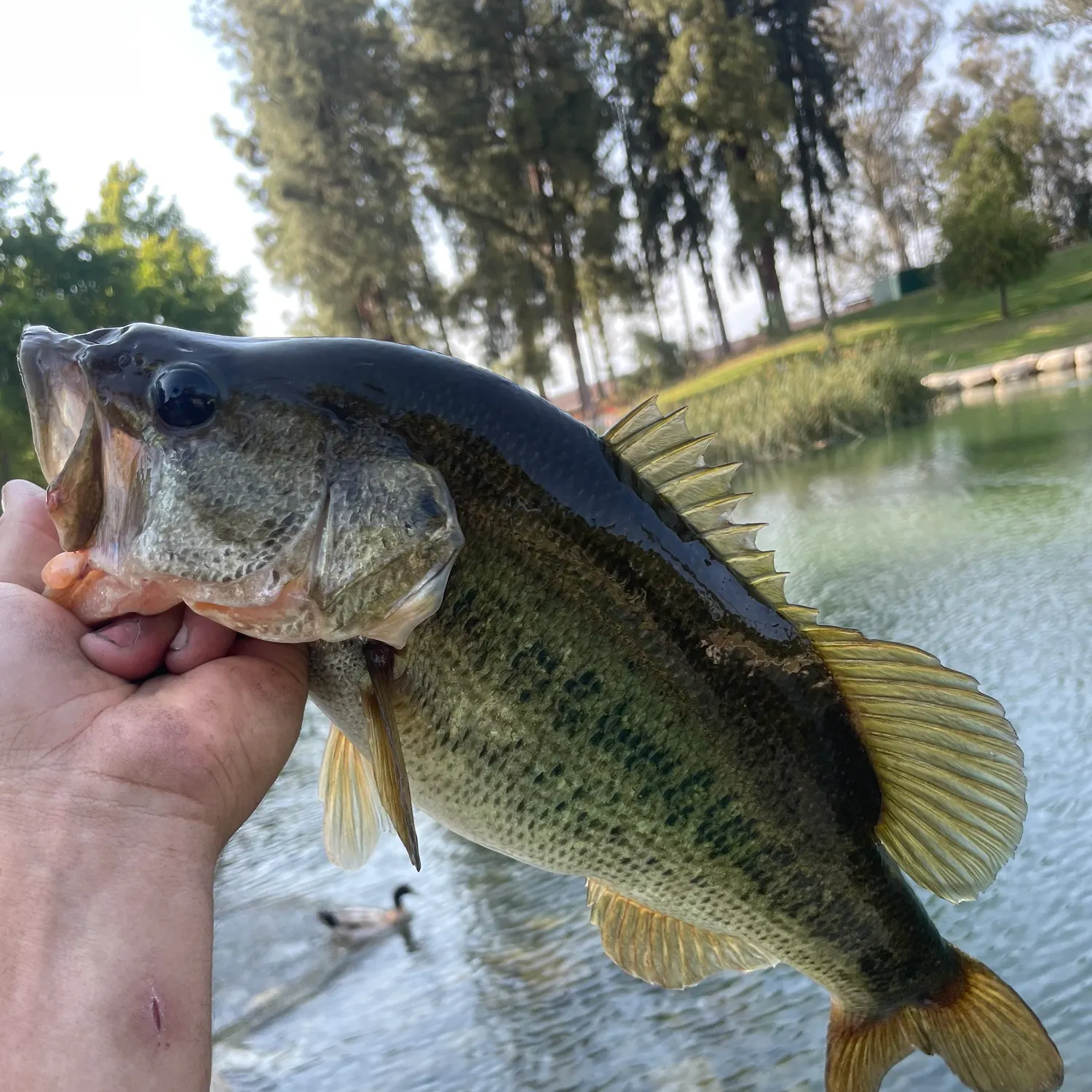 catch