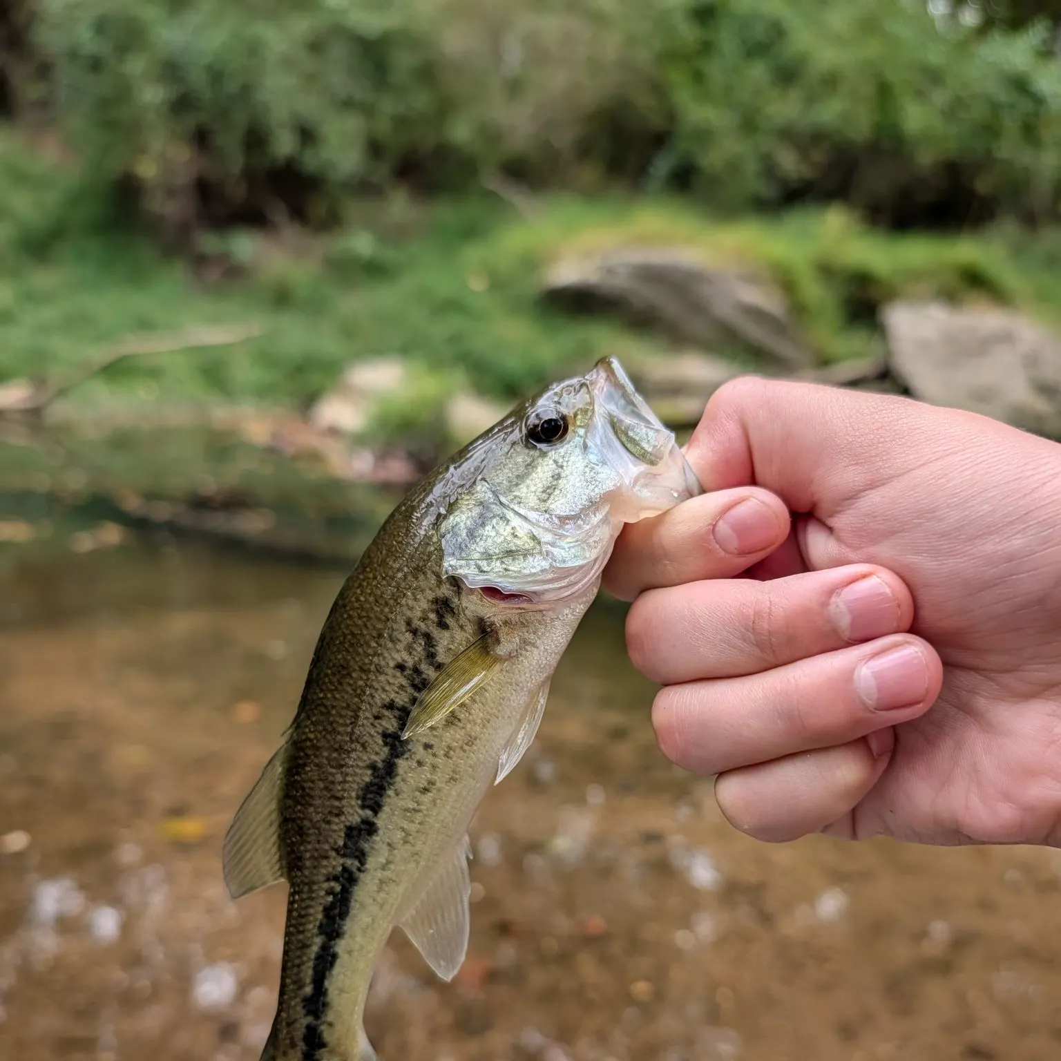 Spotted bass caught on Fishbrain