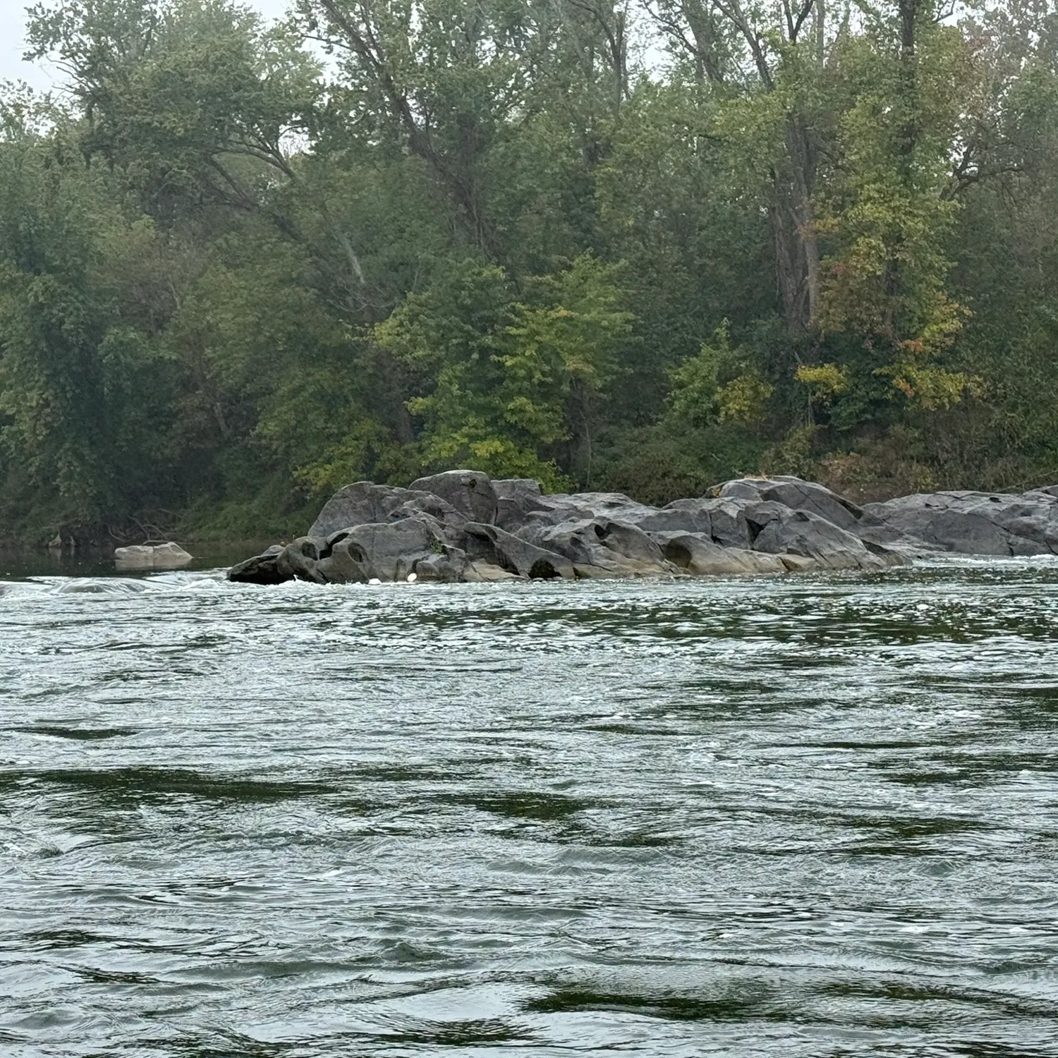 Smallmouth bass caught on Fishbrain
