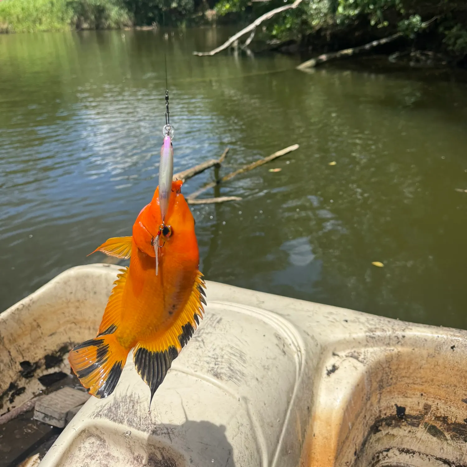 recently logged catches