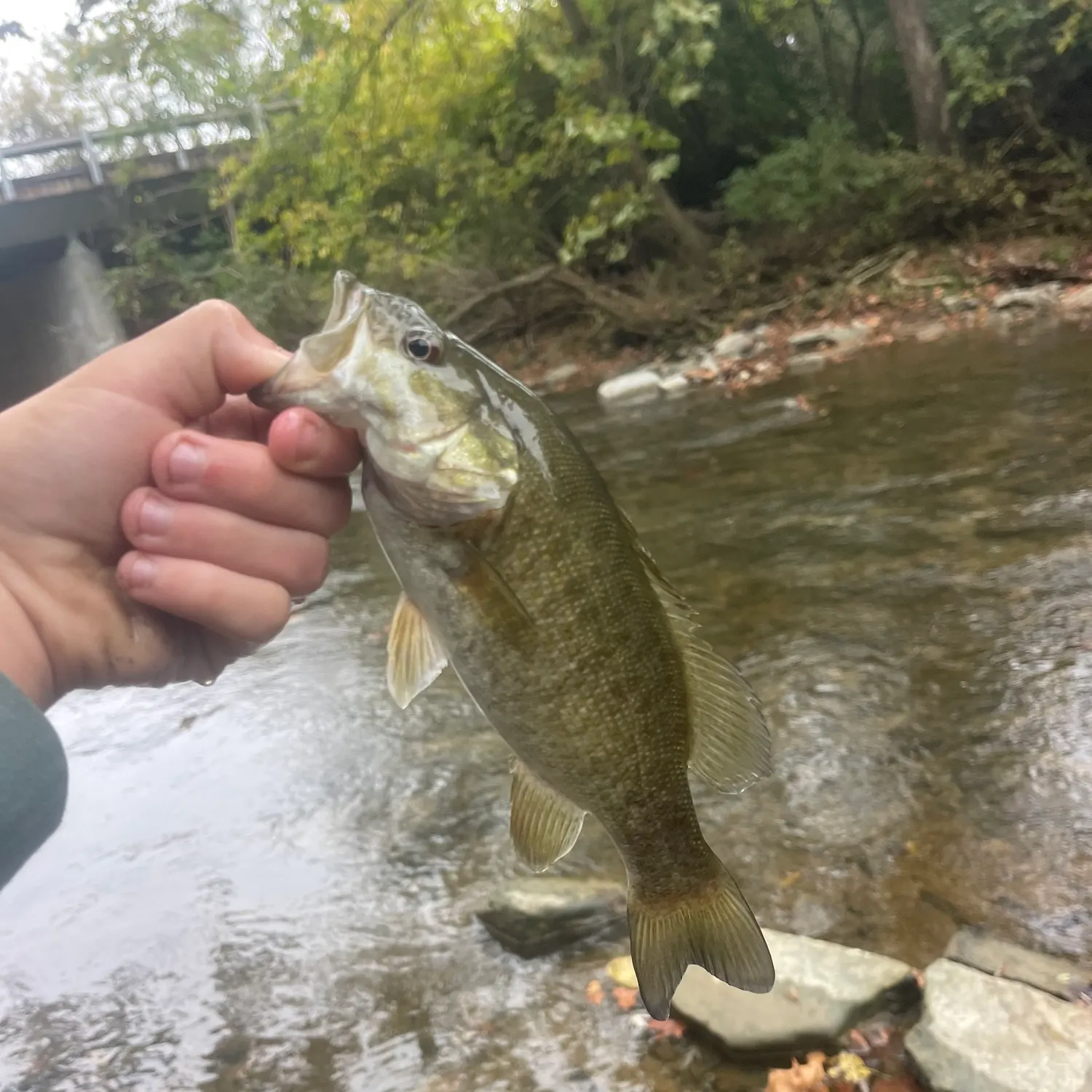 Smallmouth bass caught on Fishbrain