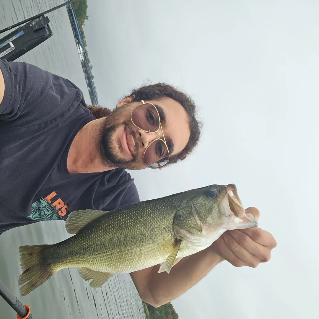Largemouth bass caught on Fishbrain