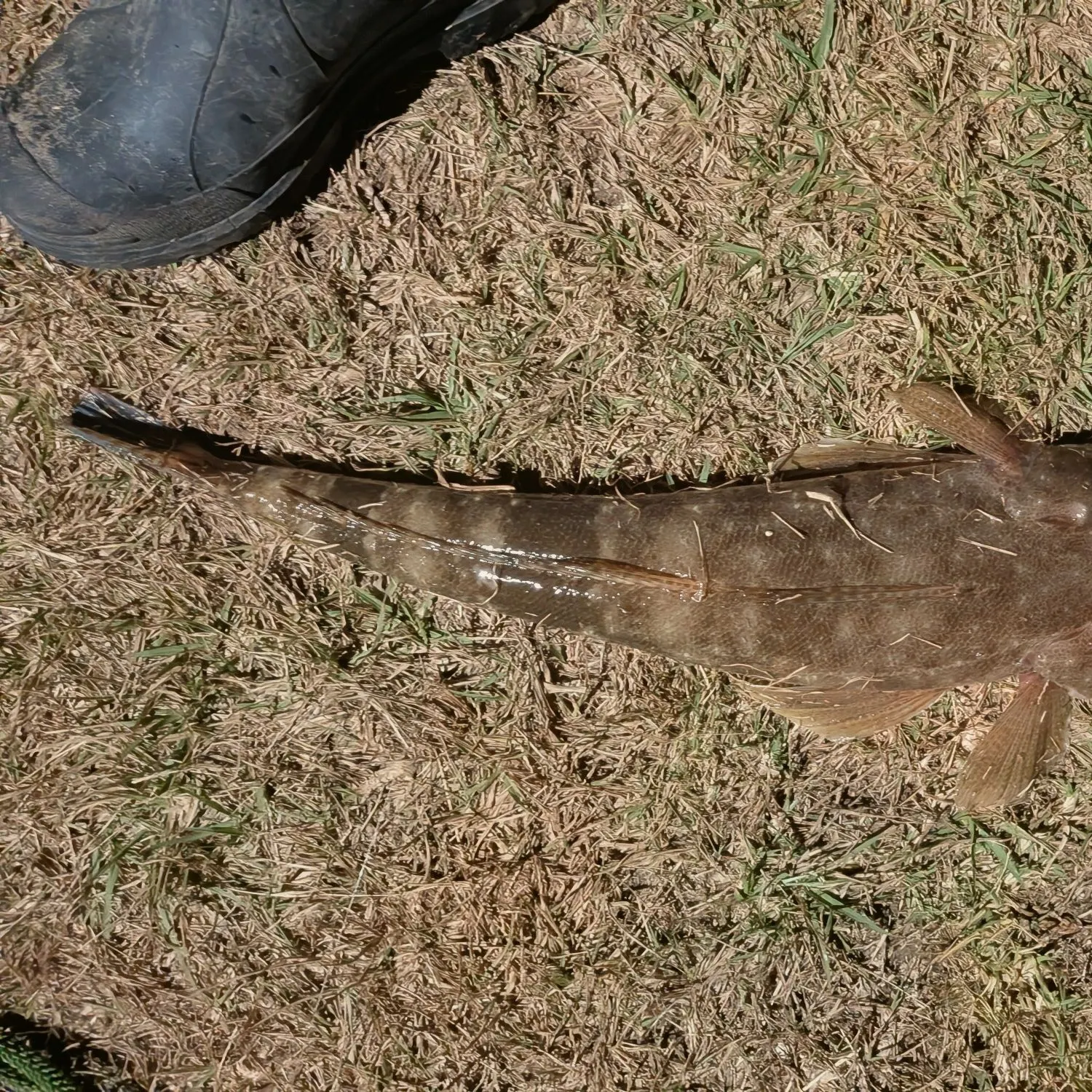 Dusky flathead caught on Fishbrain