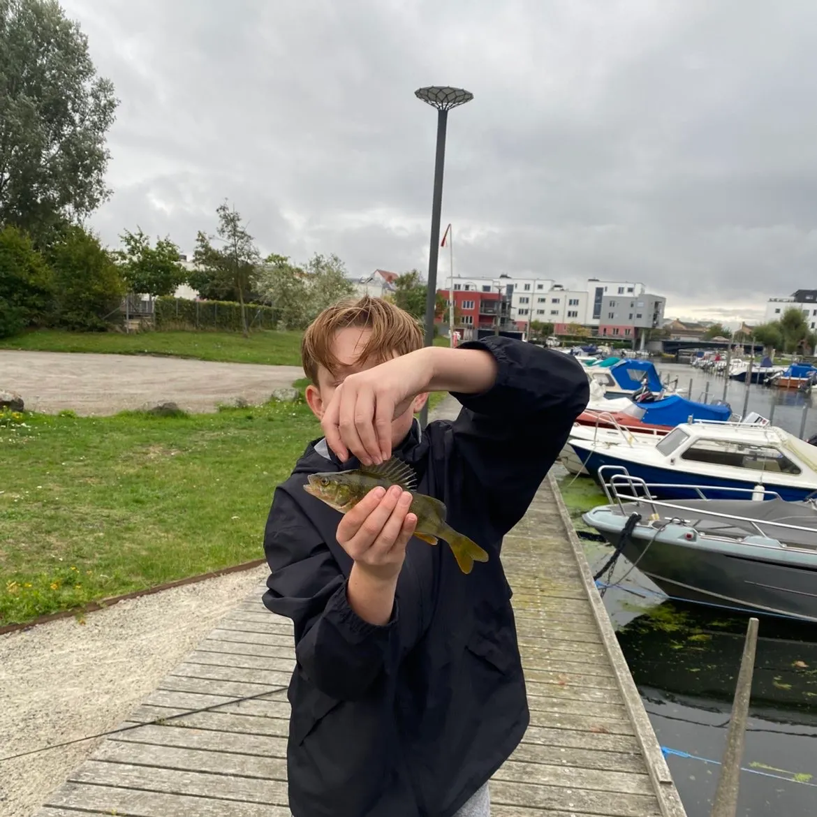 European perch caught on Fishbrain