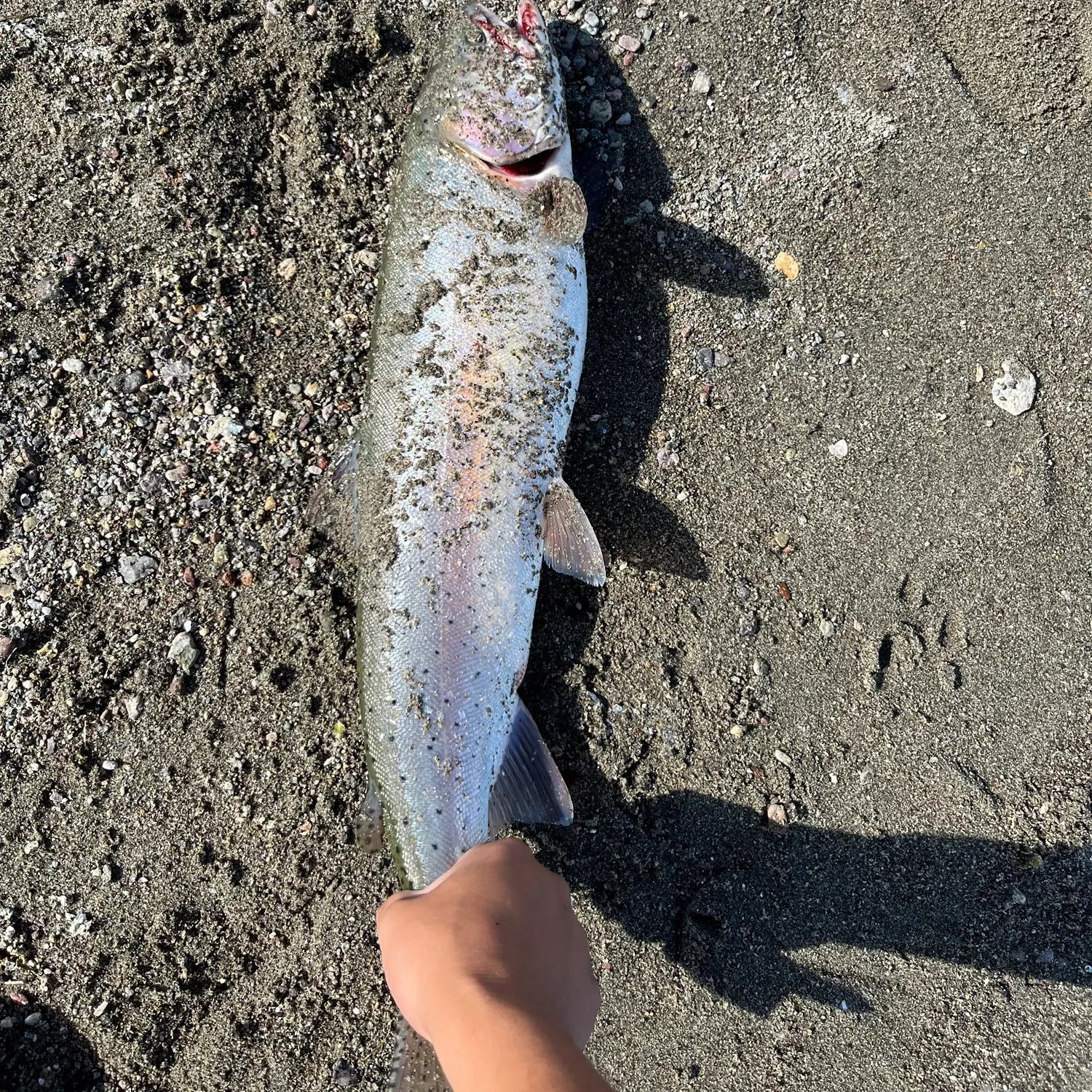 Rainbow trout caught on Fishbrain