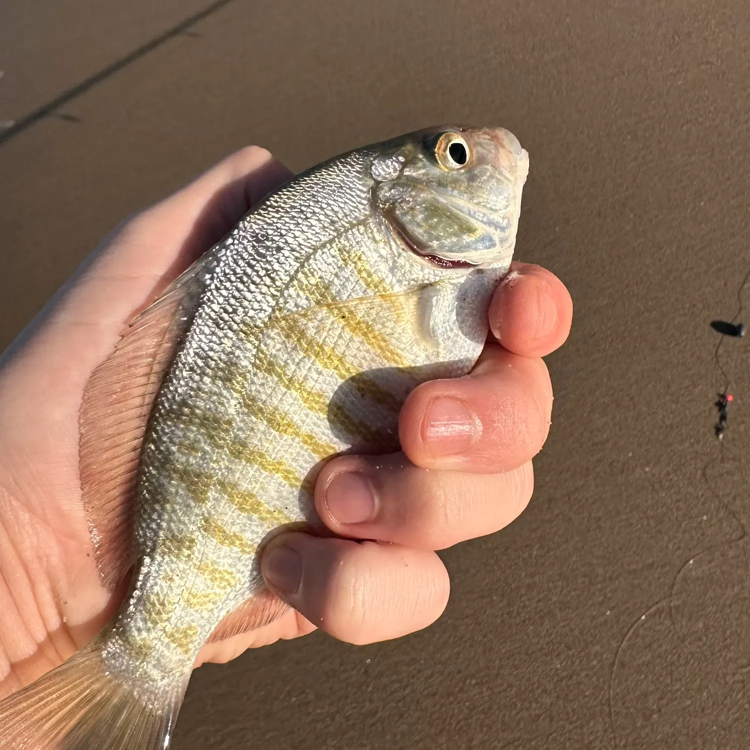 Barred surfperch caught on Fishbrain