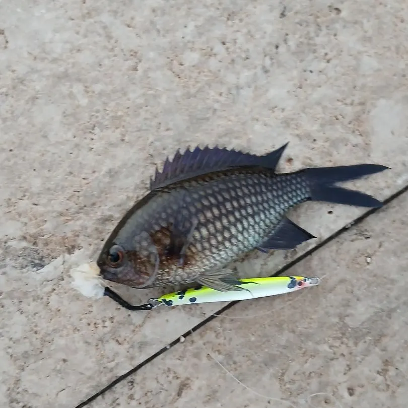 The most recent Luderick catches on Fishbrain
