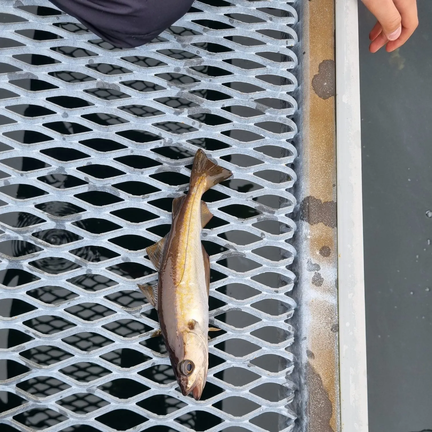 The most recent Pollack catches on Fishbrain