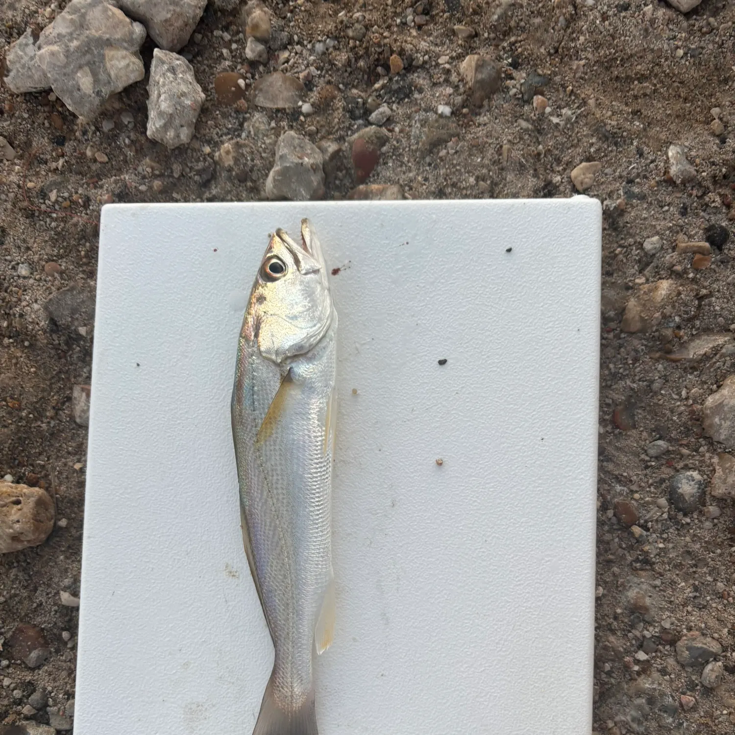 Sand seatrout caught on Fishbrain