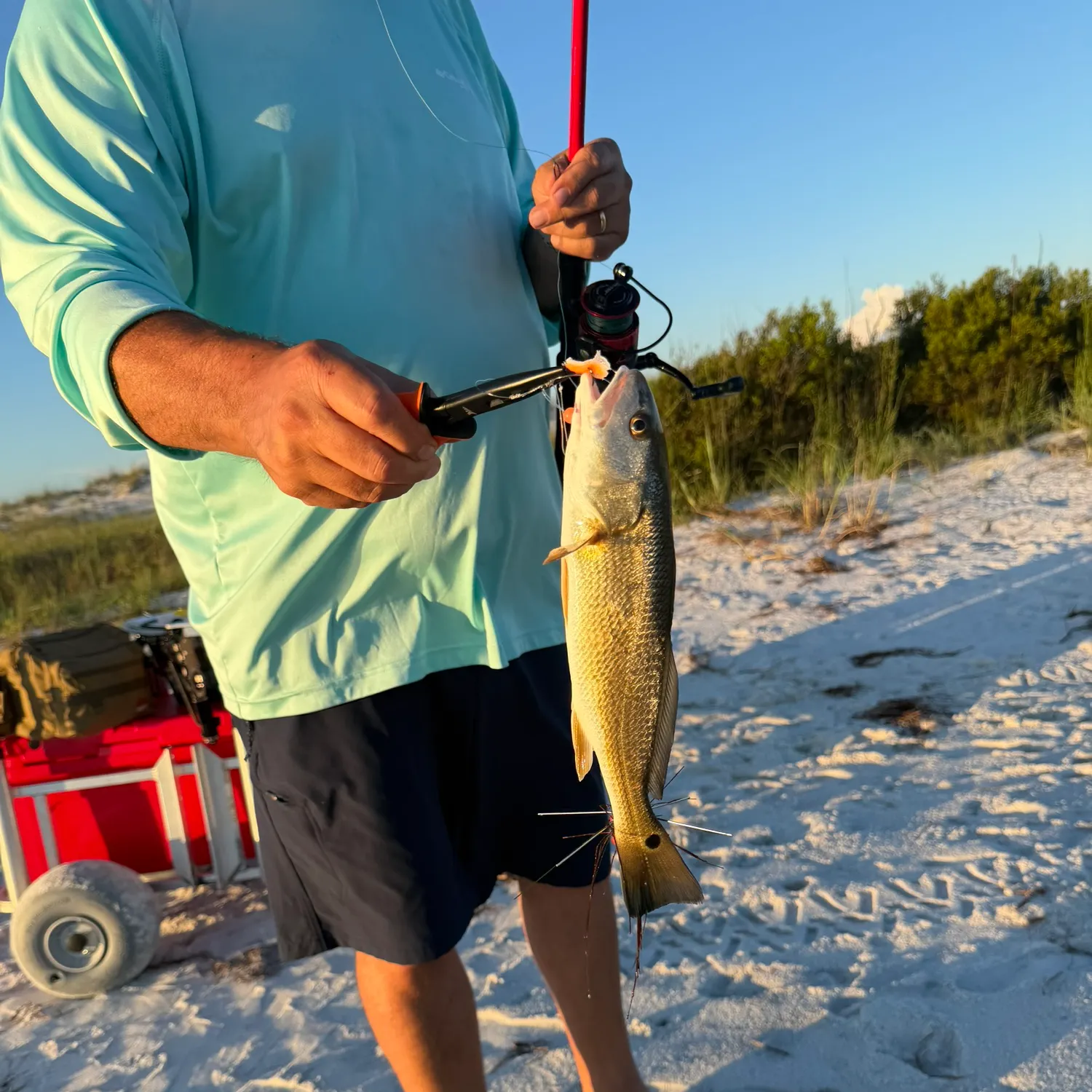 Red drum caught on Fishbrain