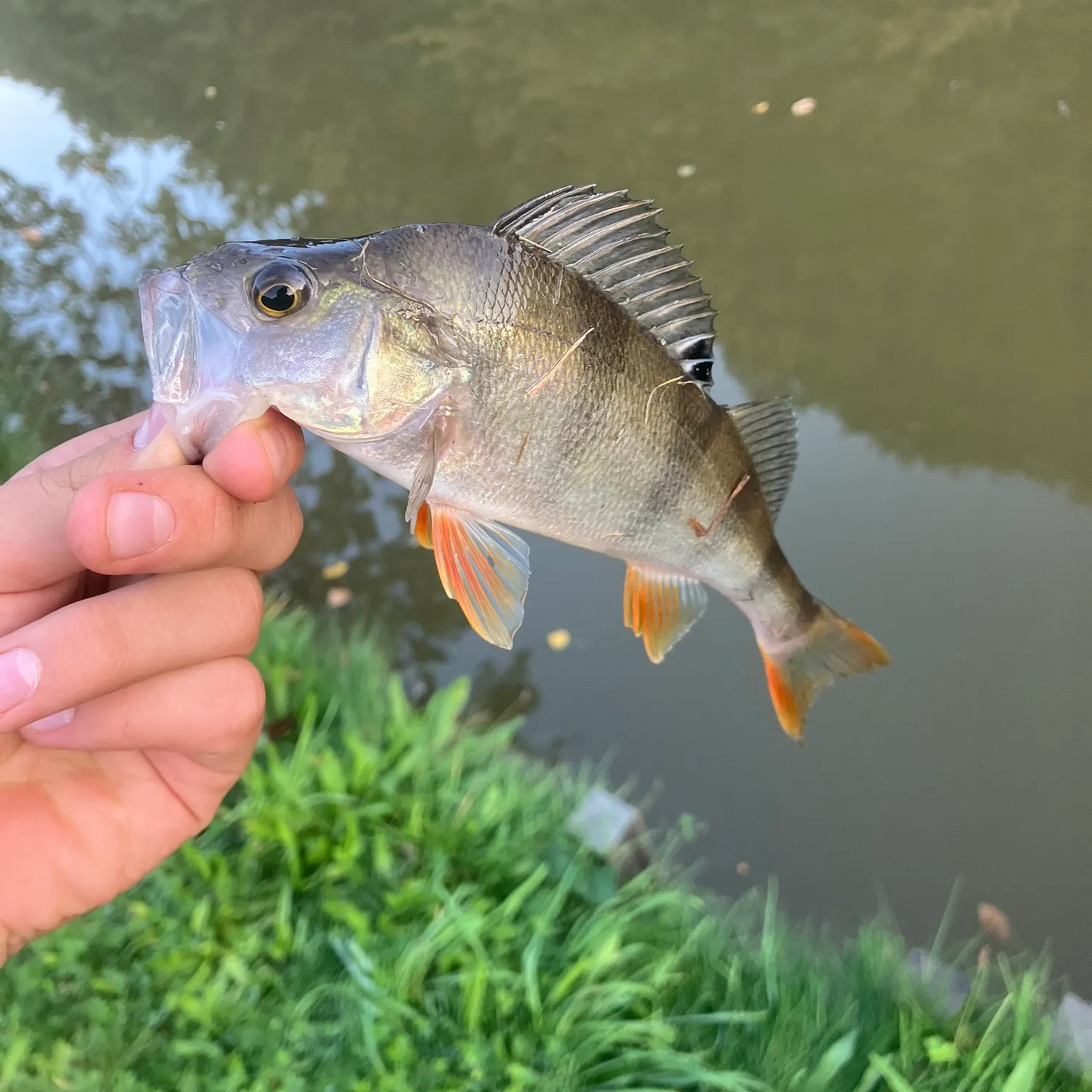 European perch caught on Fishbrain