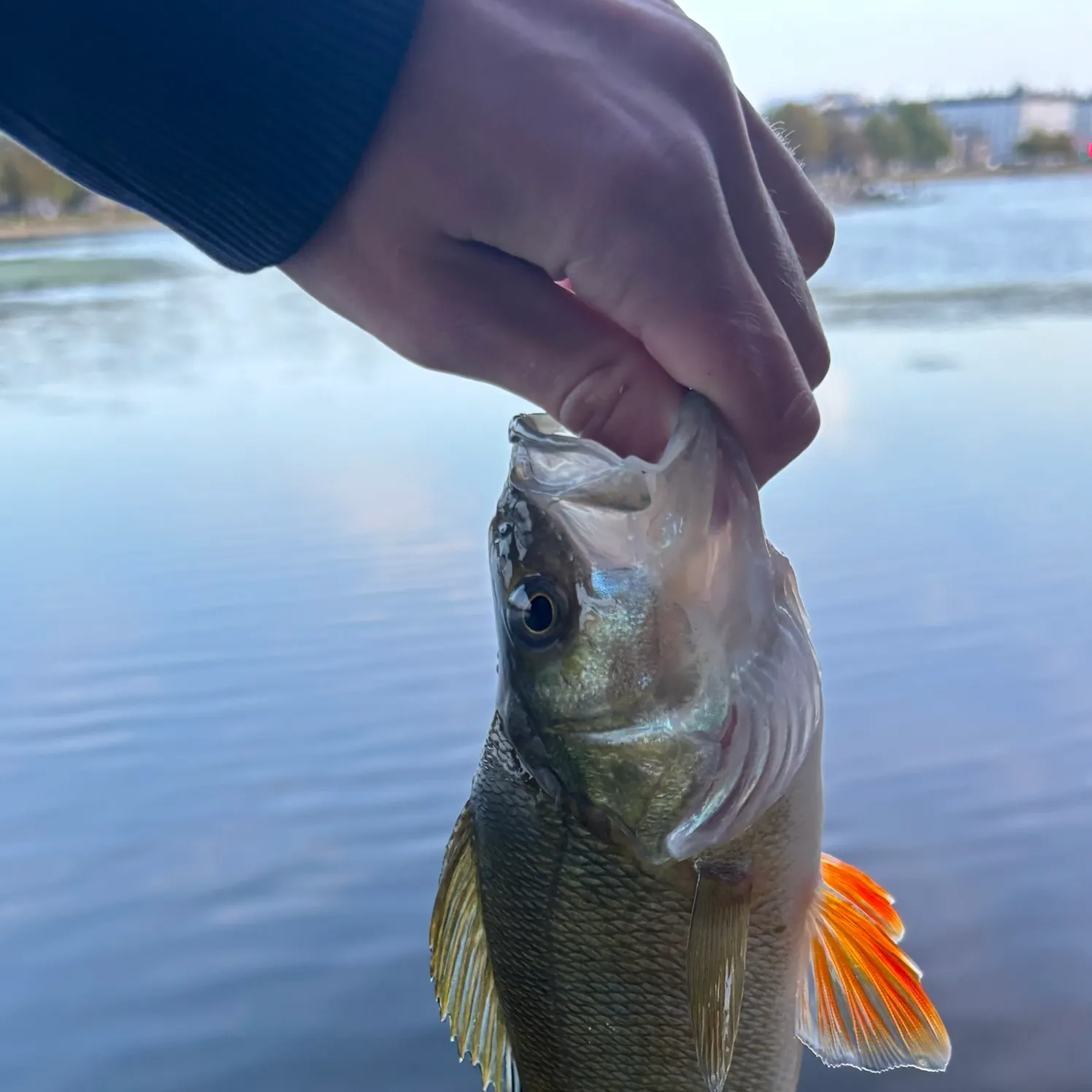 European perch caught on Fishbrain