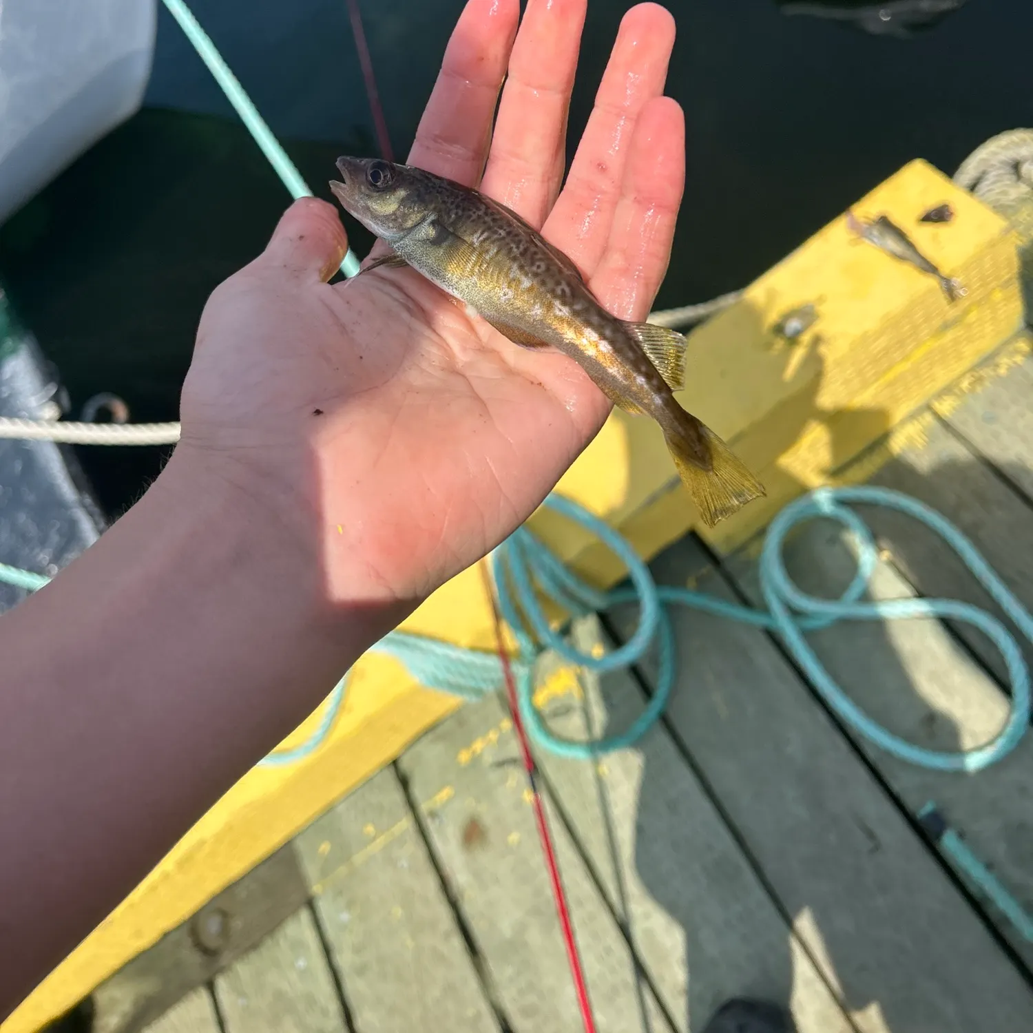 The most recent Atlantic tomcod catches on Fishbrain