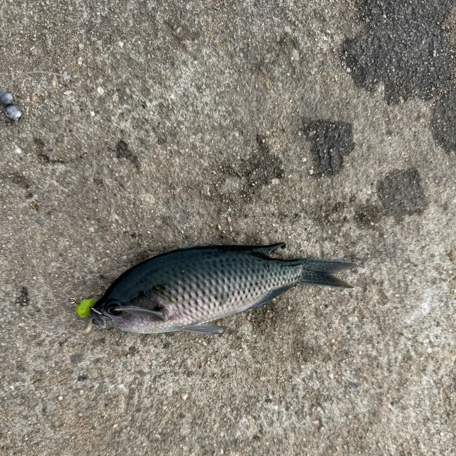 The most recent Blacksmith catches on Fishbrain