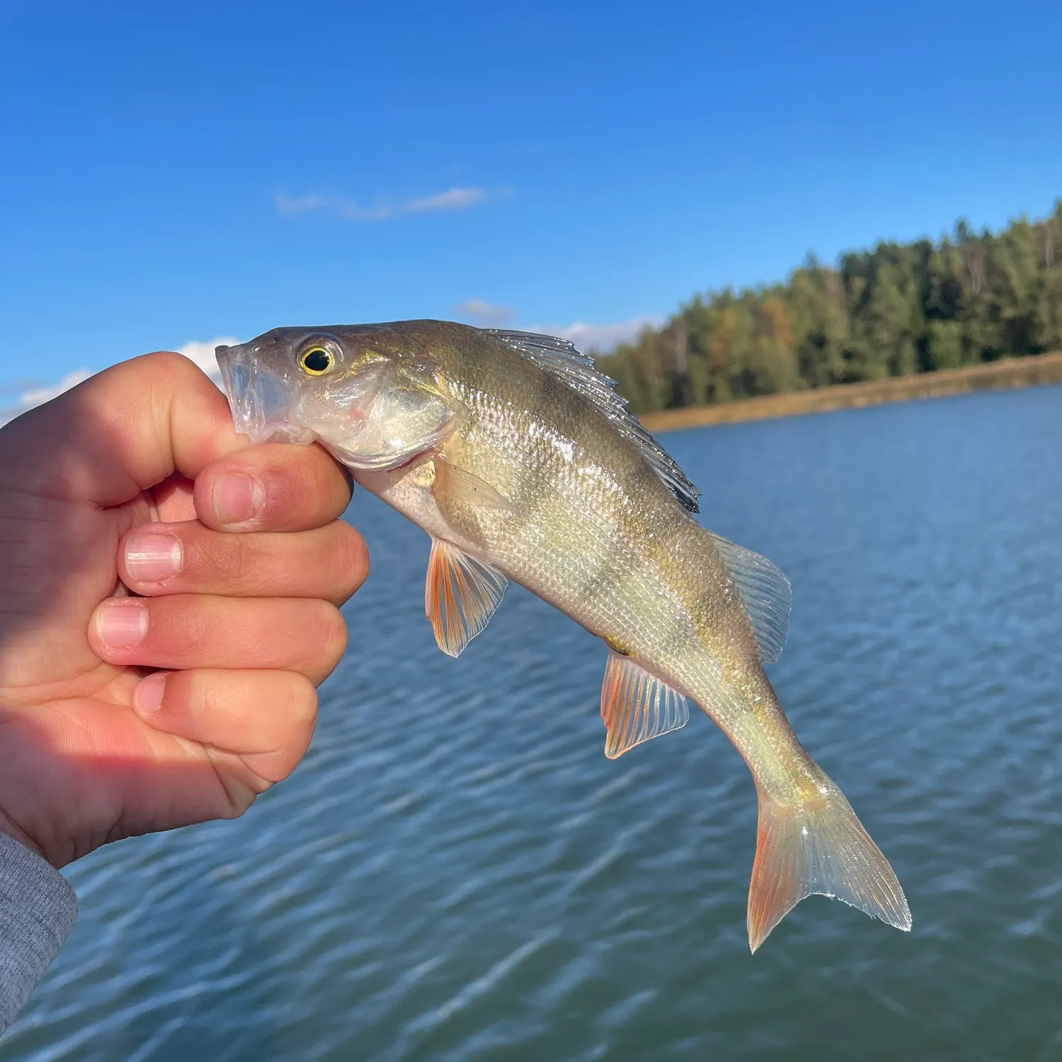 European perch caught on Fishbrain