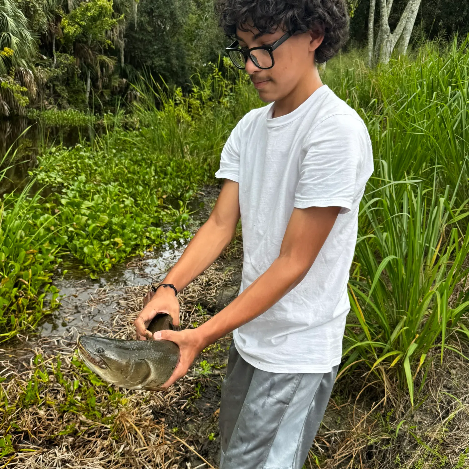 Ruddy bowfin caught on Fishbrain