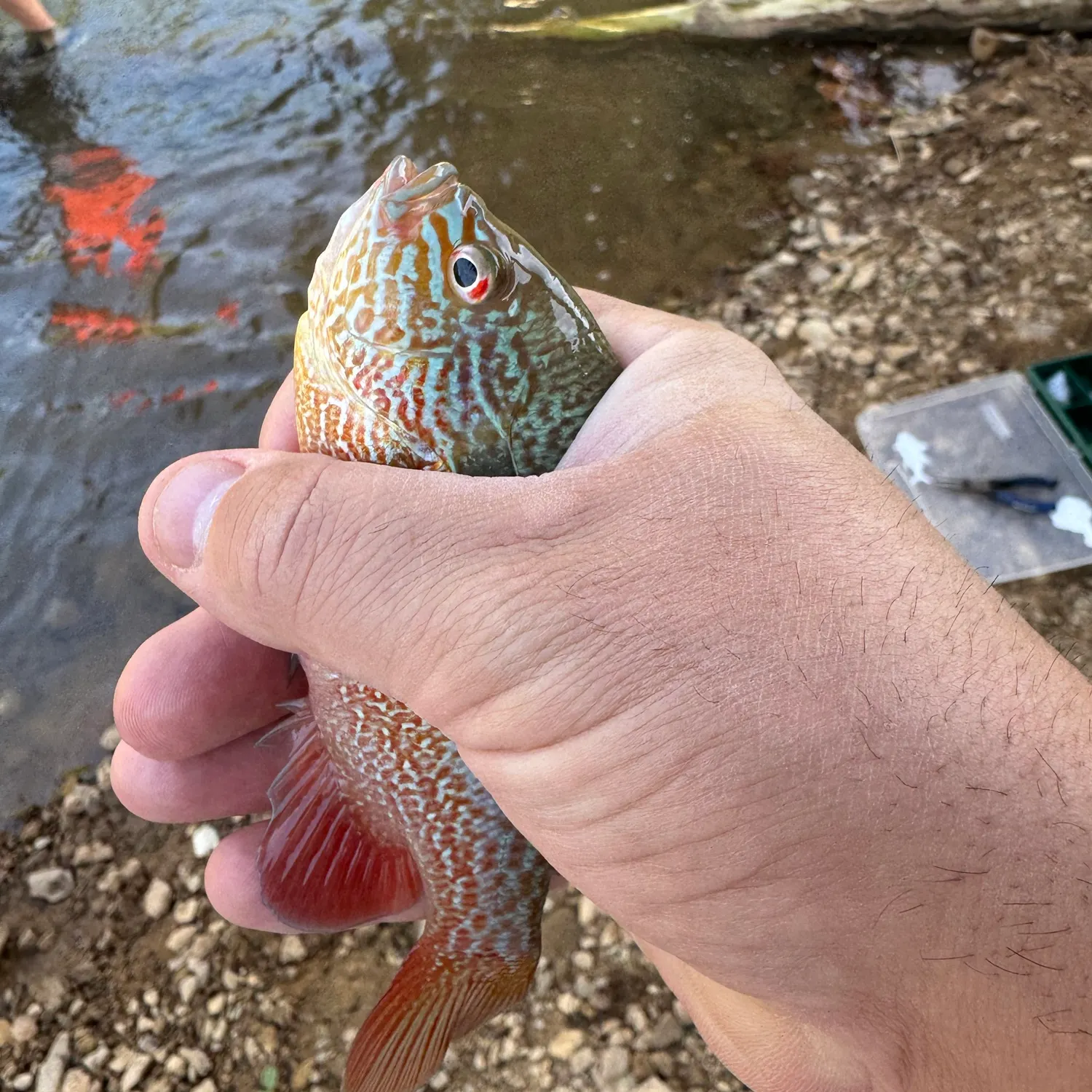 Longear sunfish caught on Fishbrain