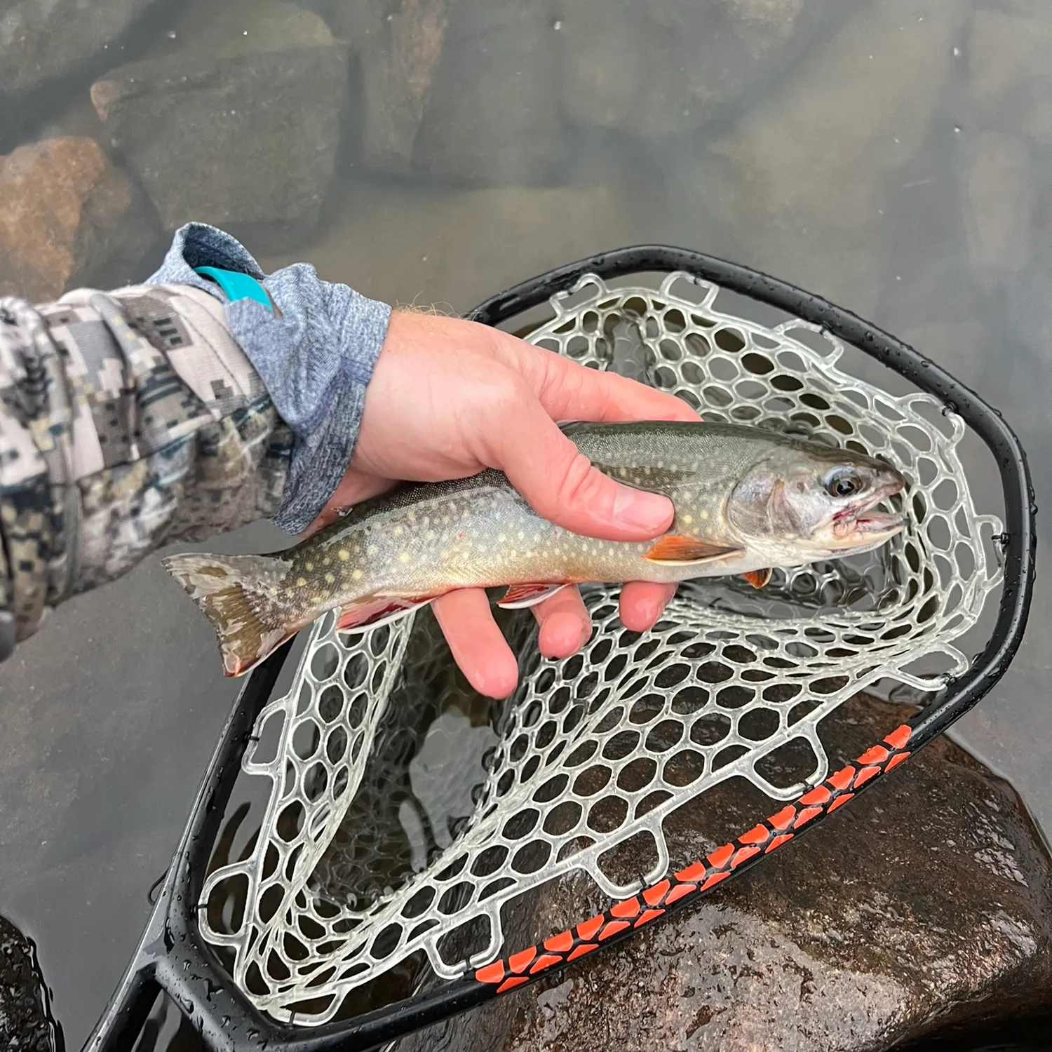 Brook trout caught on Fishbrain