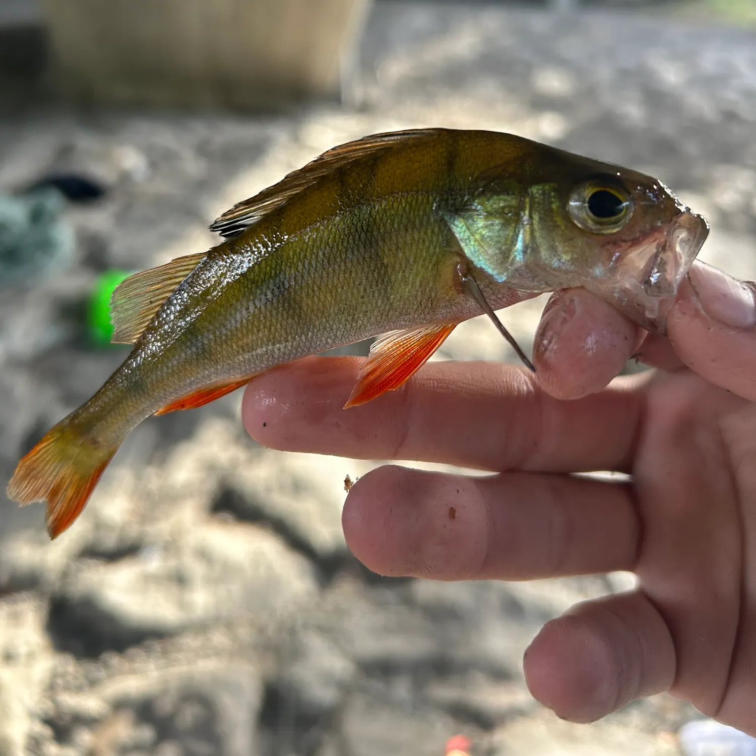 European perch caught on Fishbrain