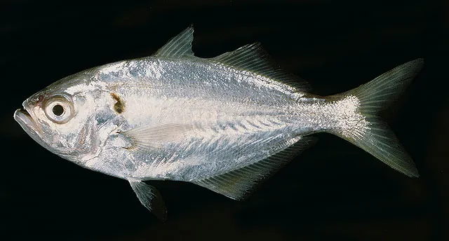 False trevally