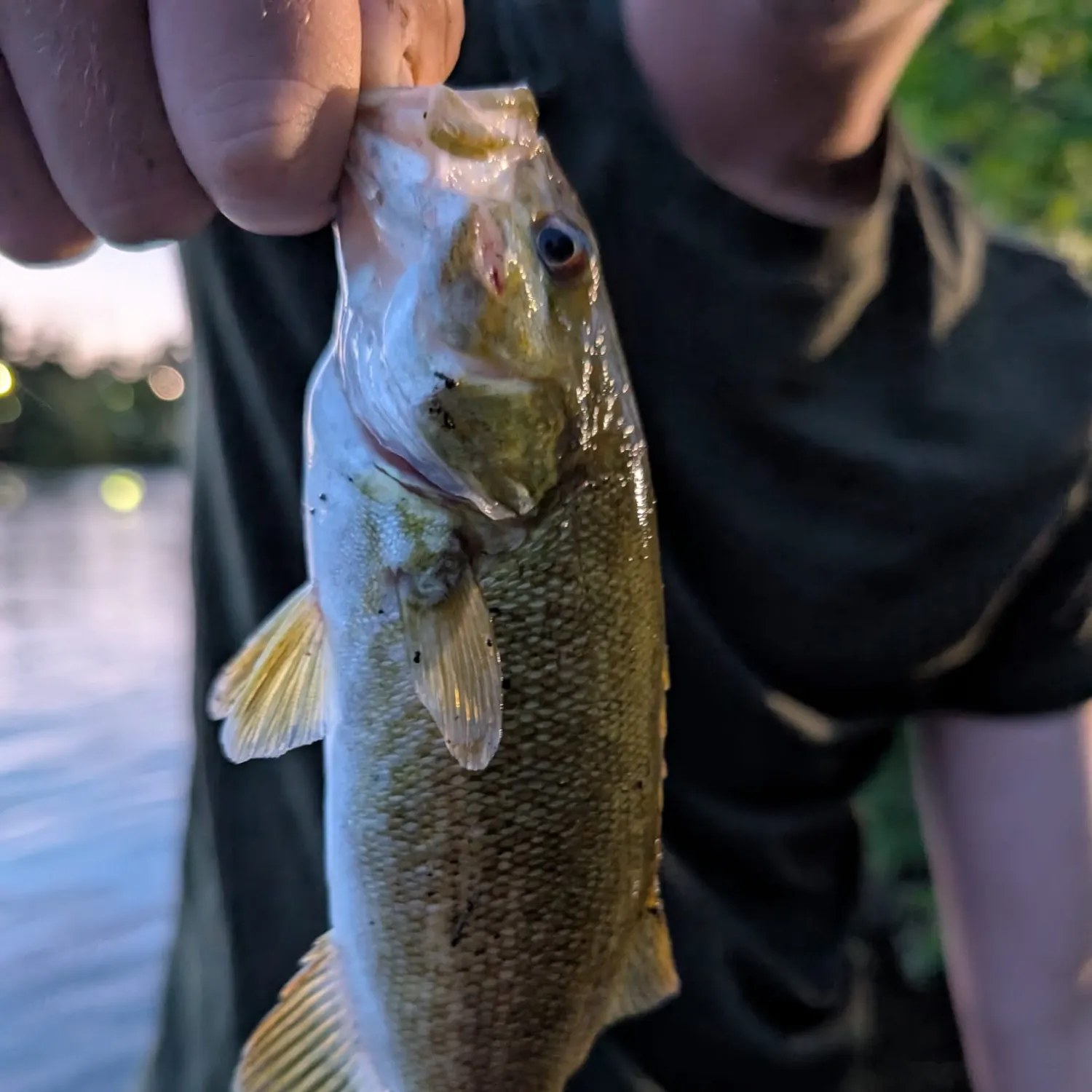 Smallmouth bass caught on Fishbrain