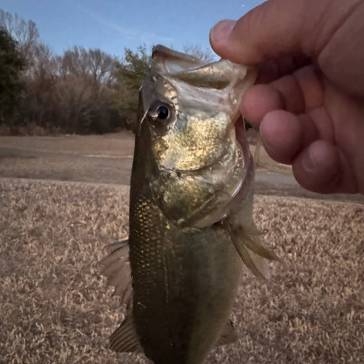 The most recent Largemouth bass catches on Fishbrain