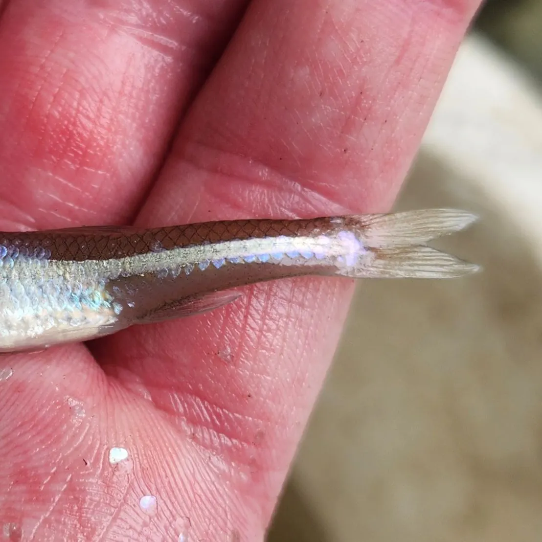 The most recent Emerald shiner catches on Fishbrain