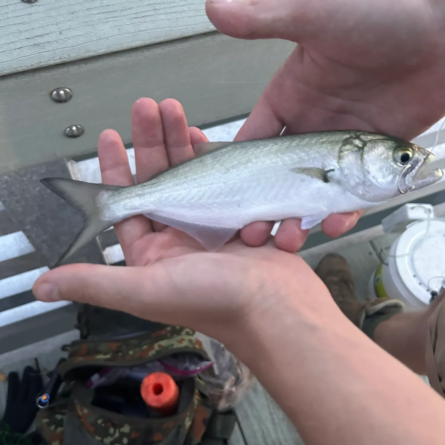 Bluefish caught on Fishbrain
