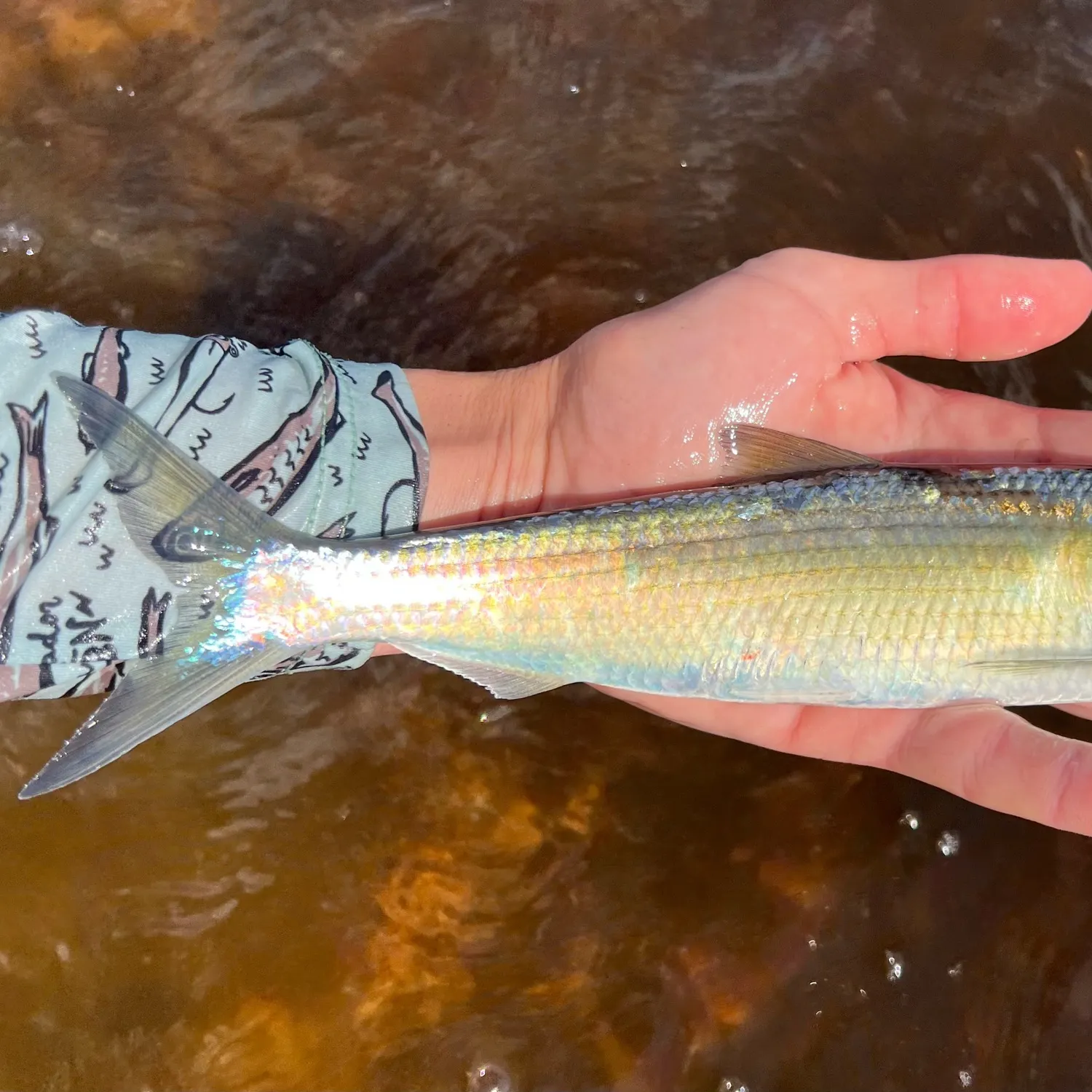 The most recent Blueback shad catches on Fishbrain