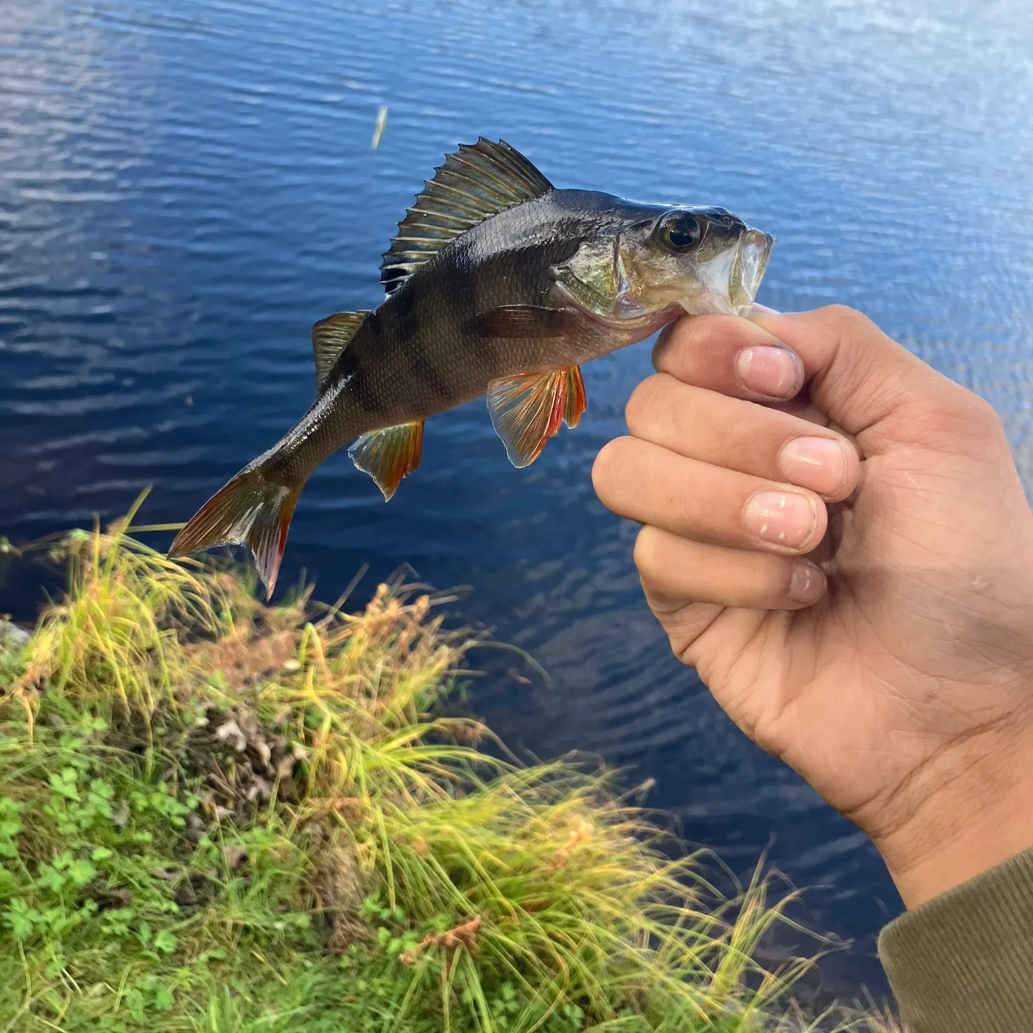 European perch caught on Fishbrain