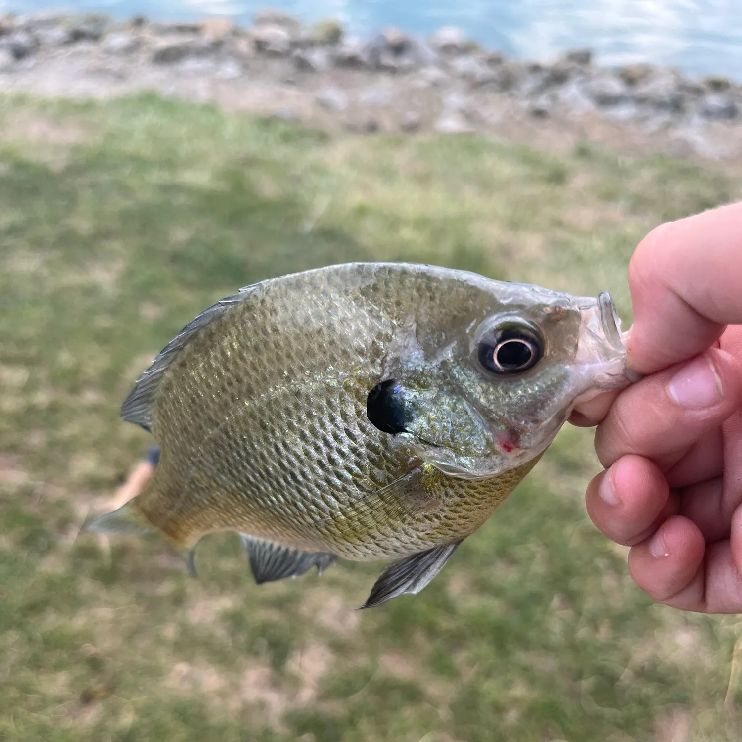 The most recent Redear x bluegill catches on Fishbrain