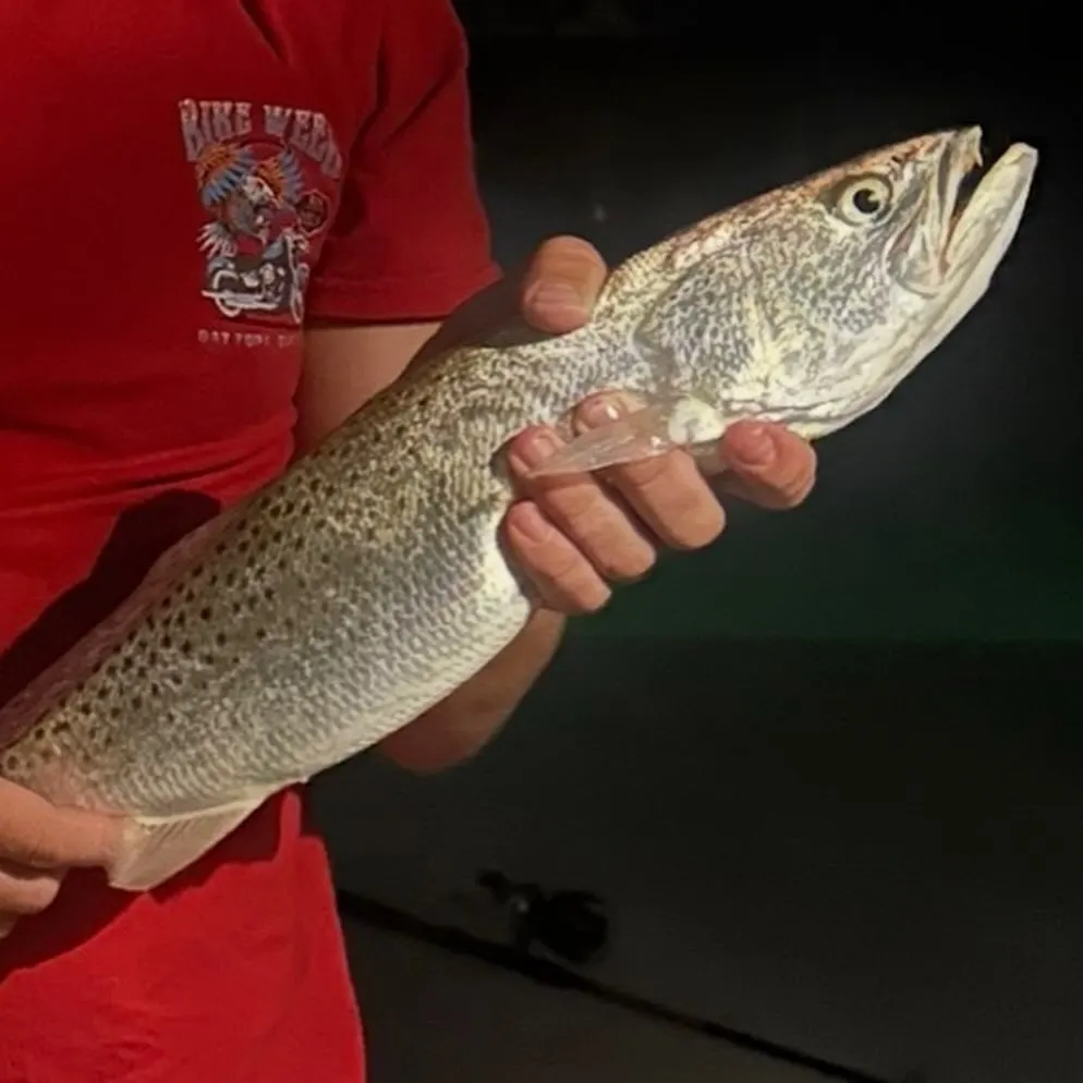 Spotted seatrout caught on Fishbrain