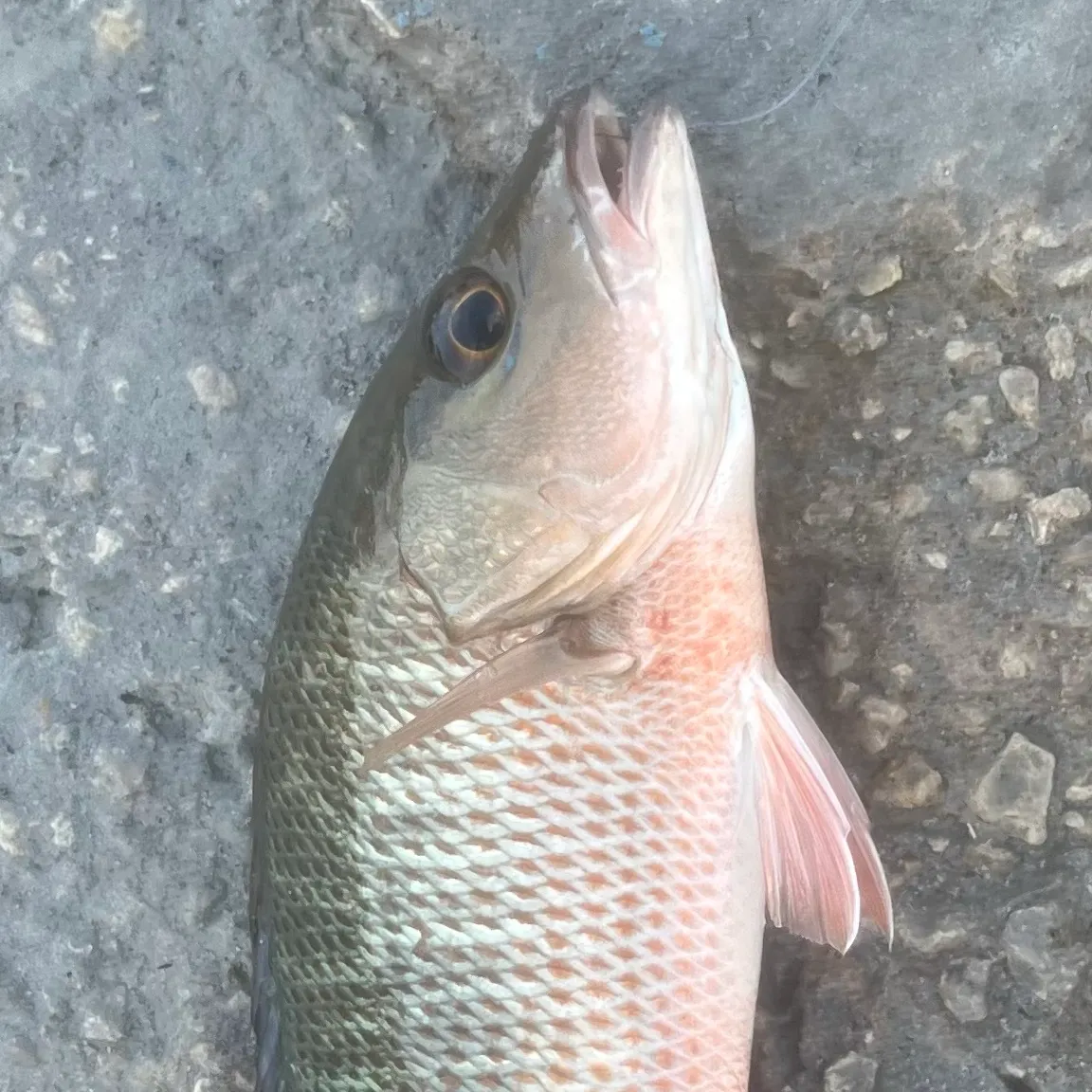 Mangrove snapper caught on Fishbrain