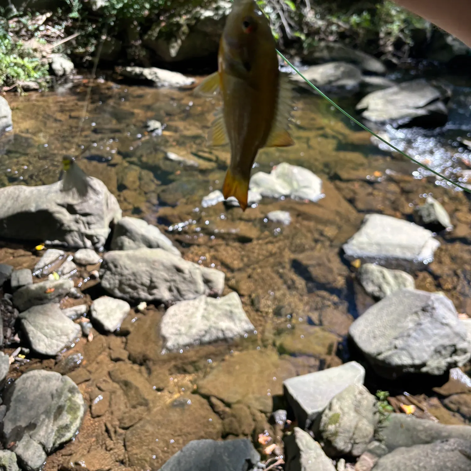 Redbreast sunfish caught on Fishbrain