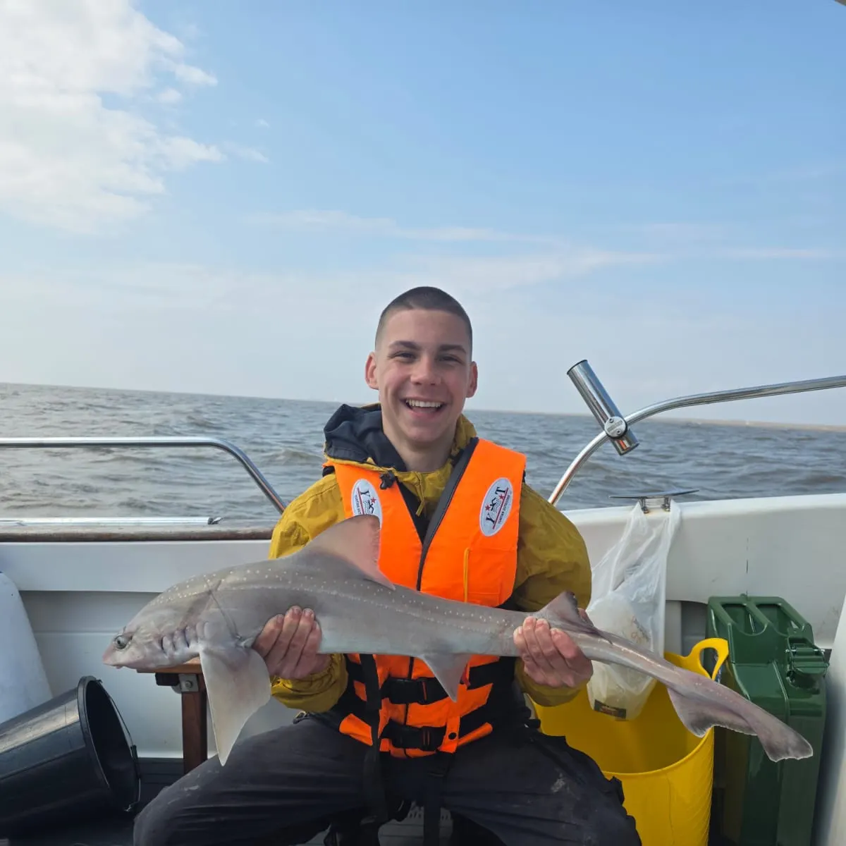 The most recent Starry smooth-hound catches on Fishbrain